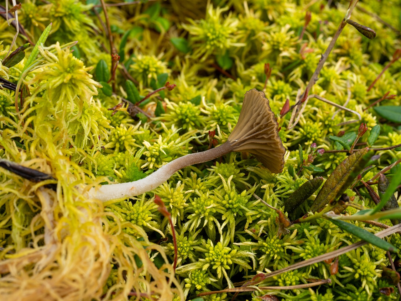 Arrhenia gerardiana _2025-06-07_1-5
