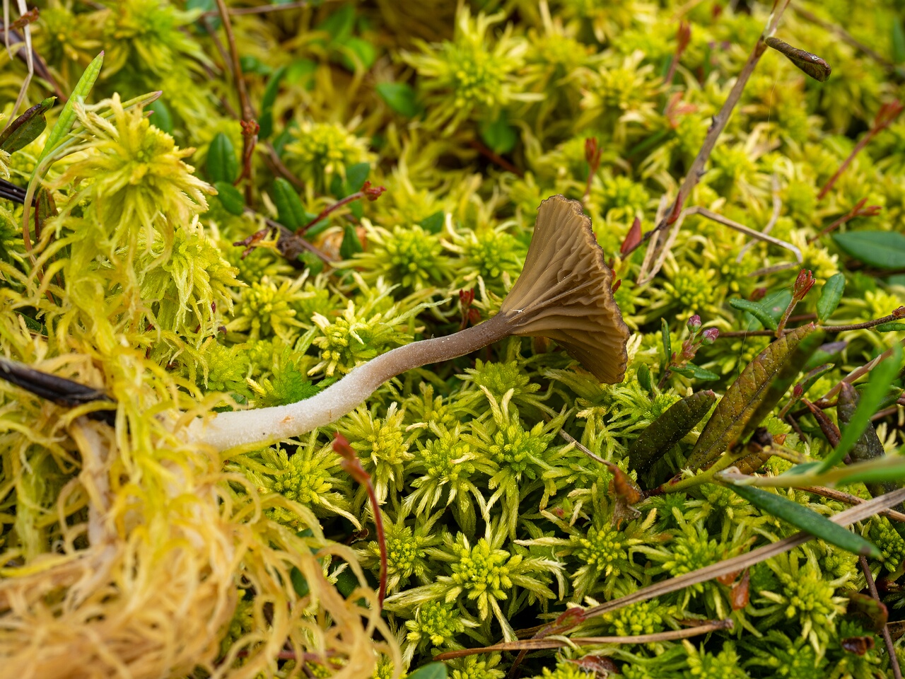 Arrhenia gerardiana _2025-06-07_1-6