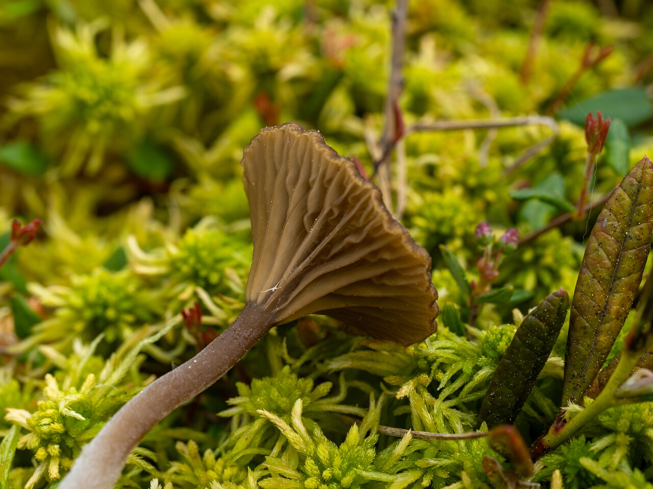 Arrhenia gerardiana _2025-06-07_1-7