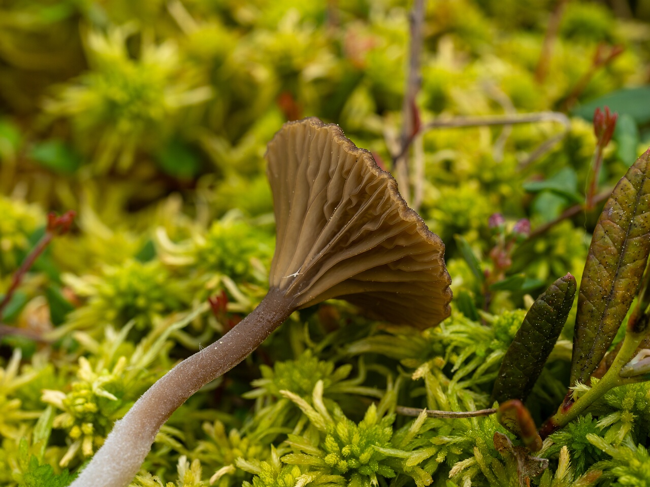 Arrhenia gerardiana _2025-06-07_1-8