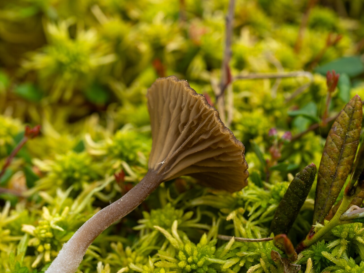 Arrhenia gerardiana _2025-06-07_1-9