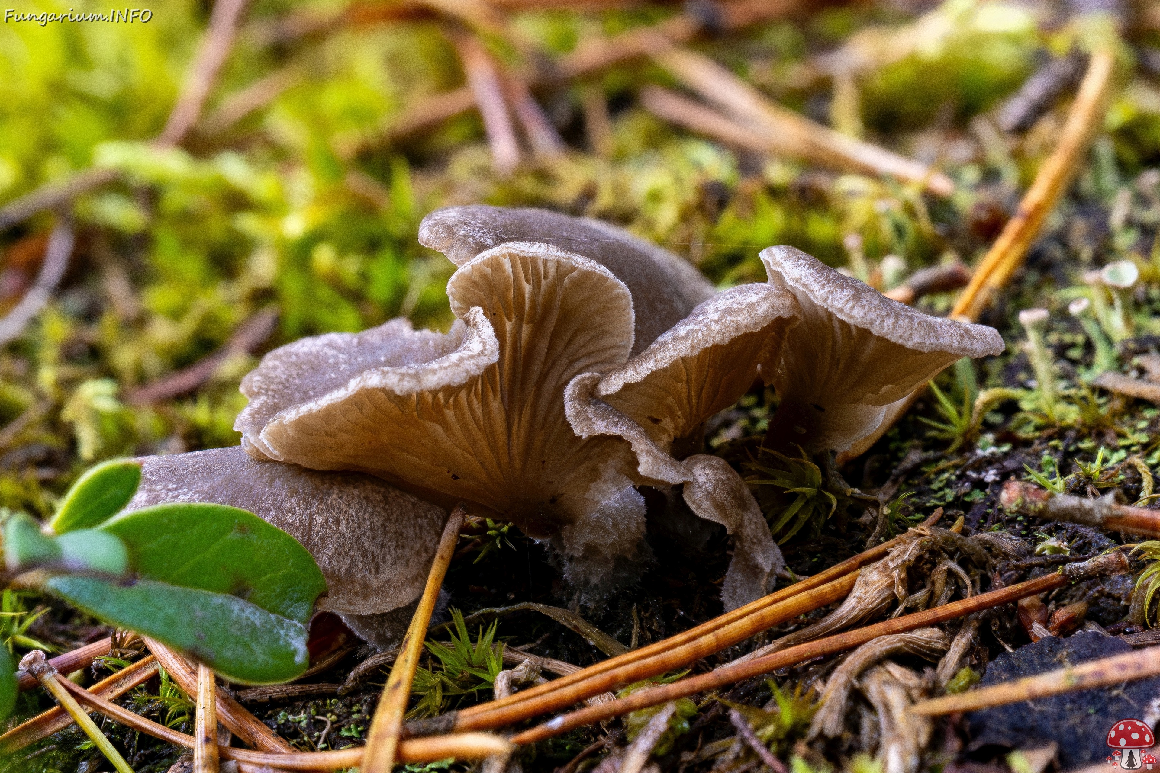!Arrhenia acerosa _2025-09-21_2-3 