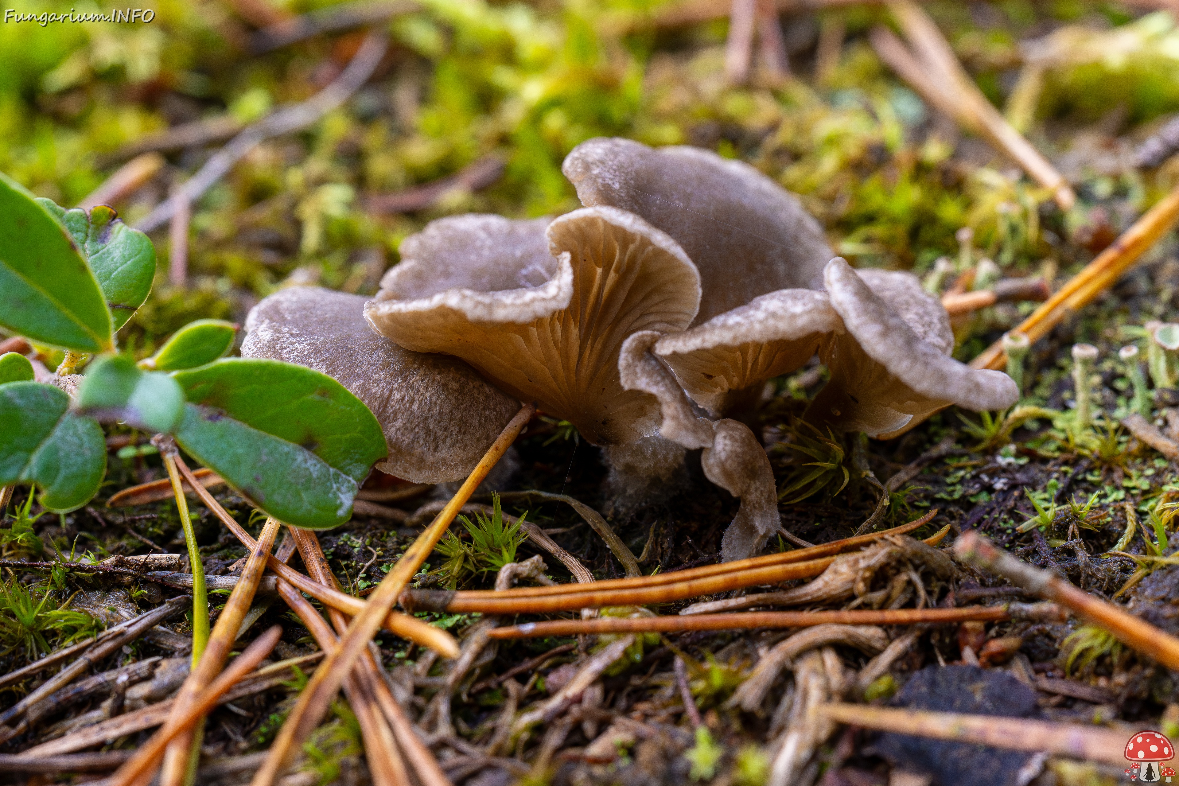 Arrhenia acerosa _2025-09-21_1-10 
