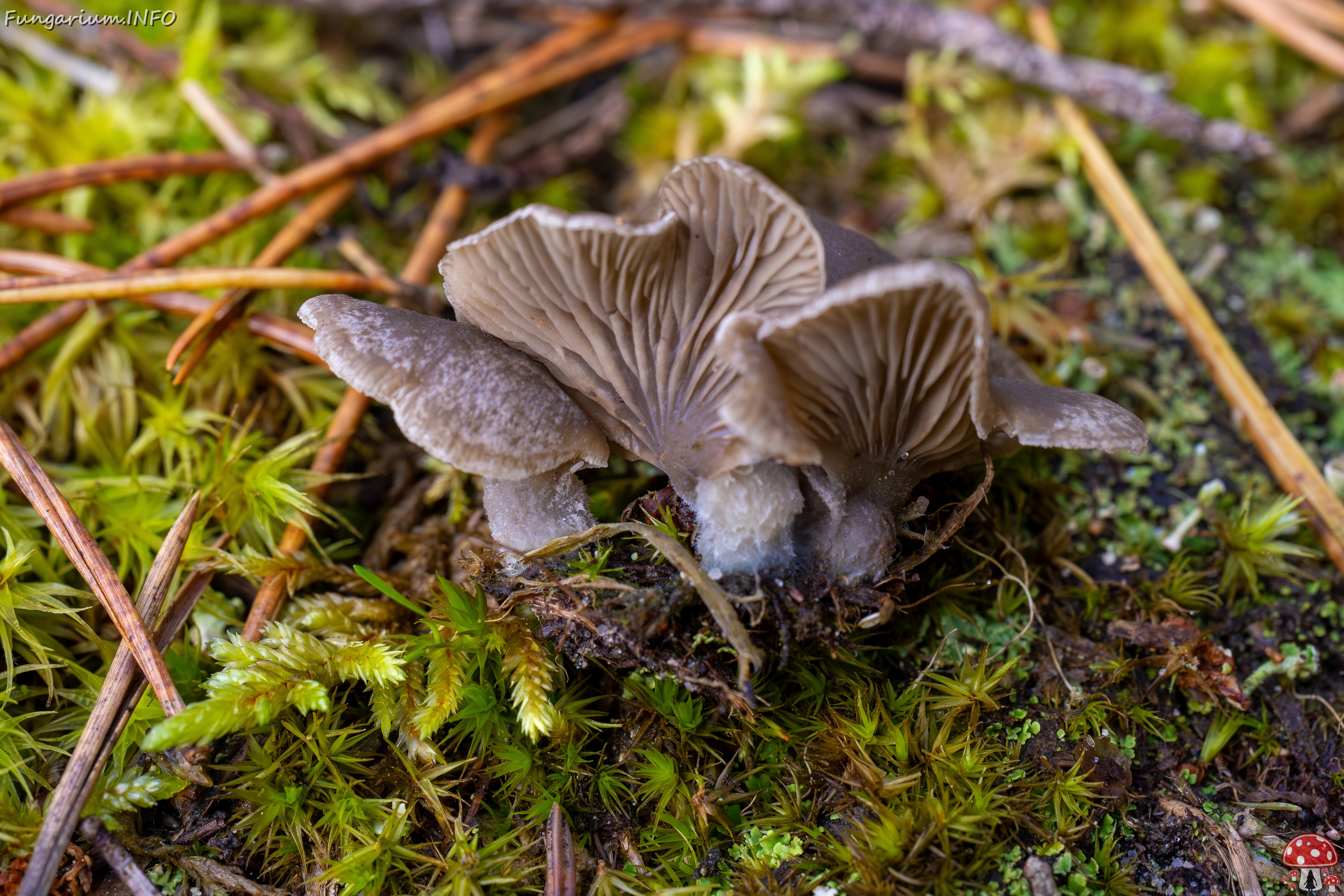 Arrhenia acerosa _2025-09-21_1-11 