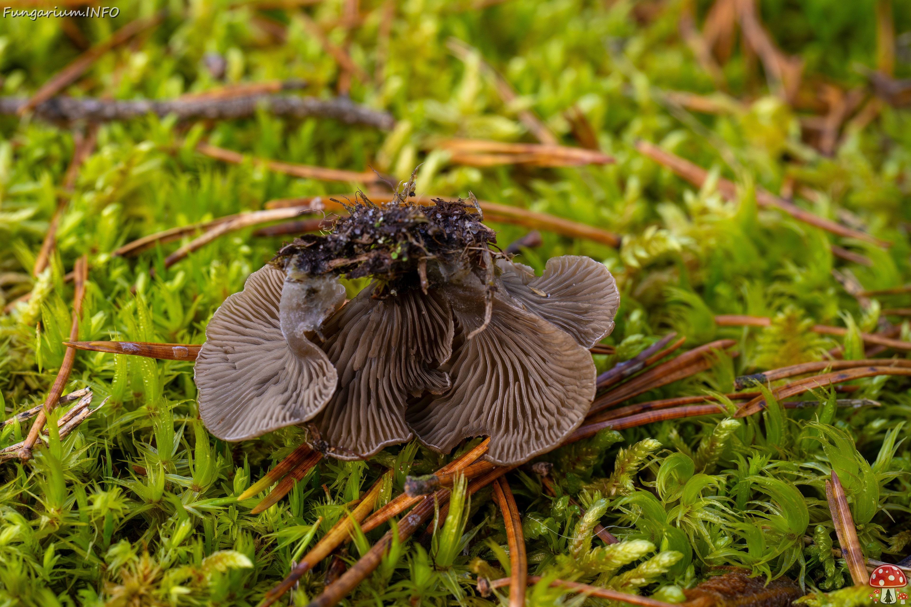 Arrhenia acerosa _2025-09-21_1-12 