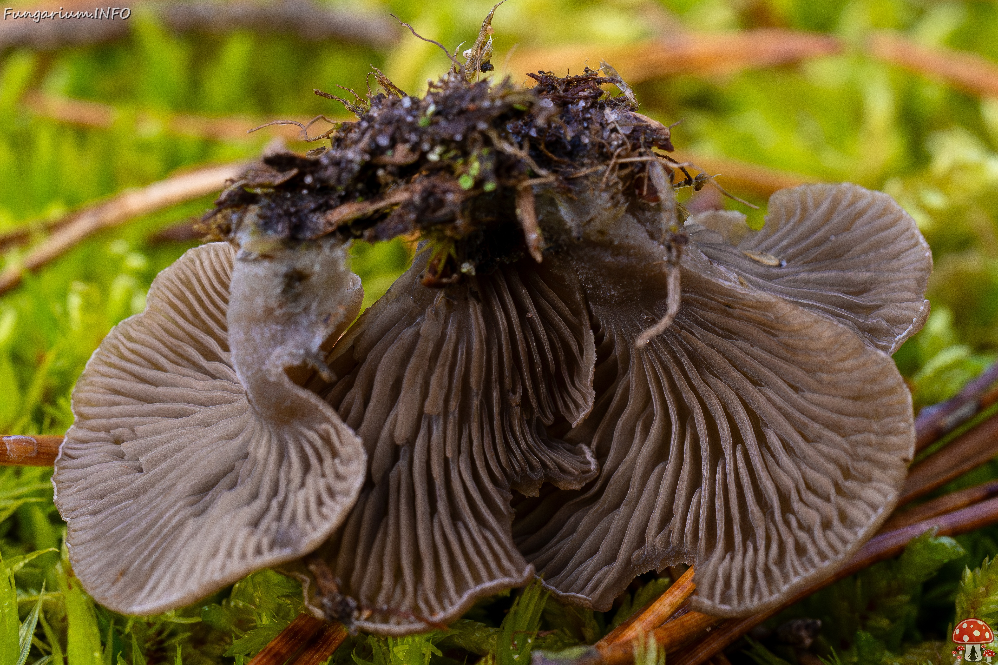 Arrhenia acerosa _2025-09-21_1-13 