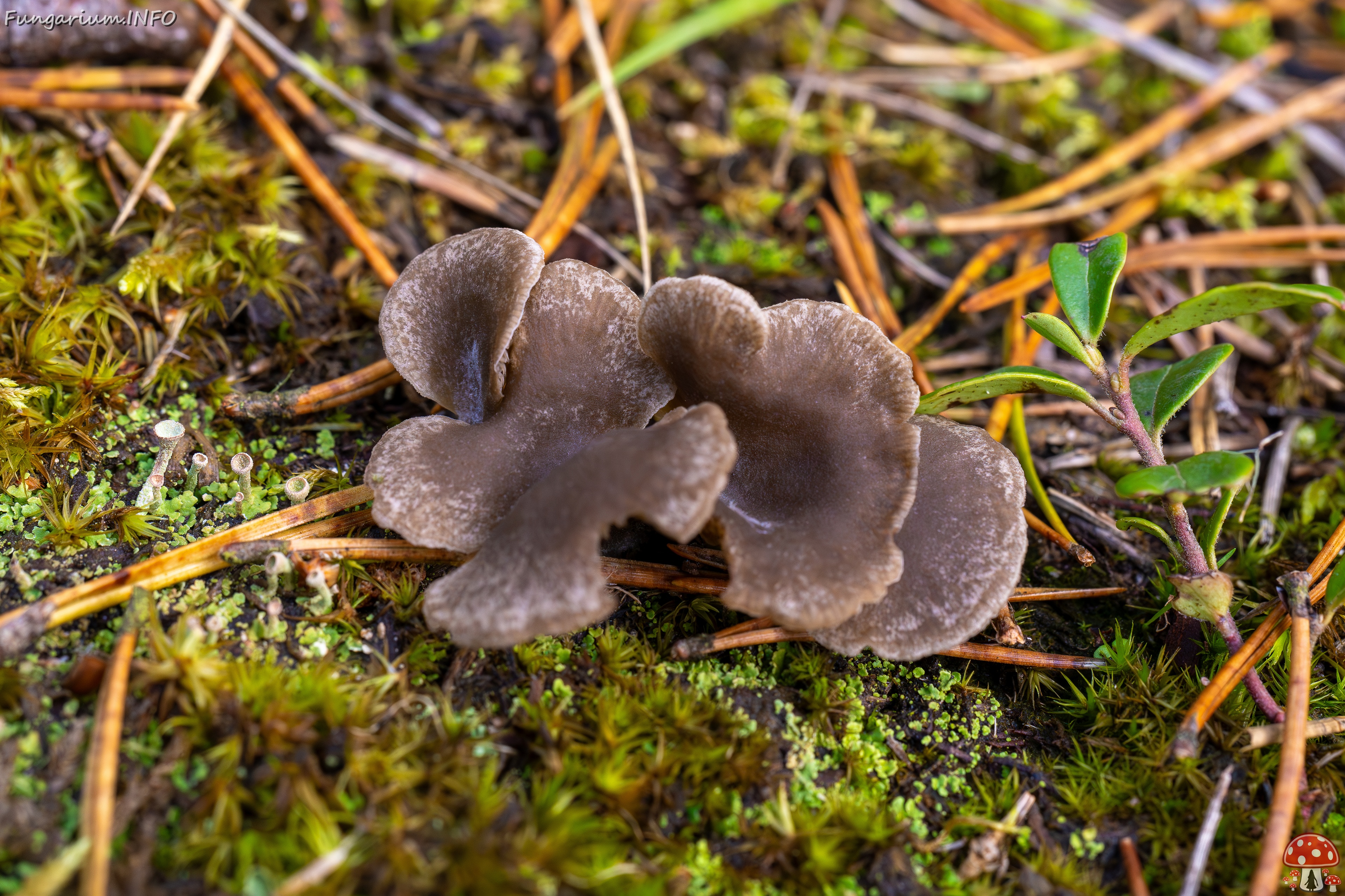 Arrhenia acerosa _2025-09-21_1-2 