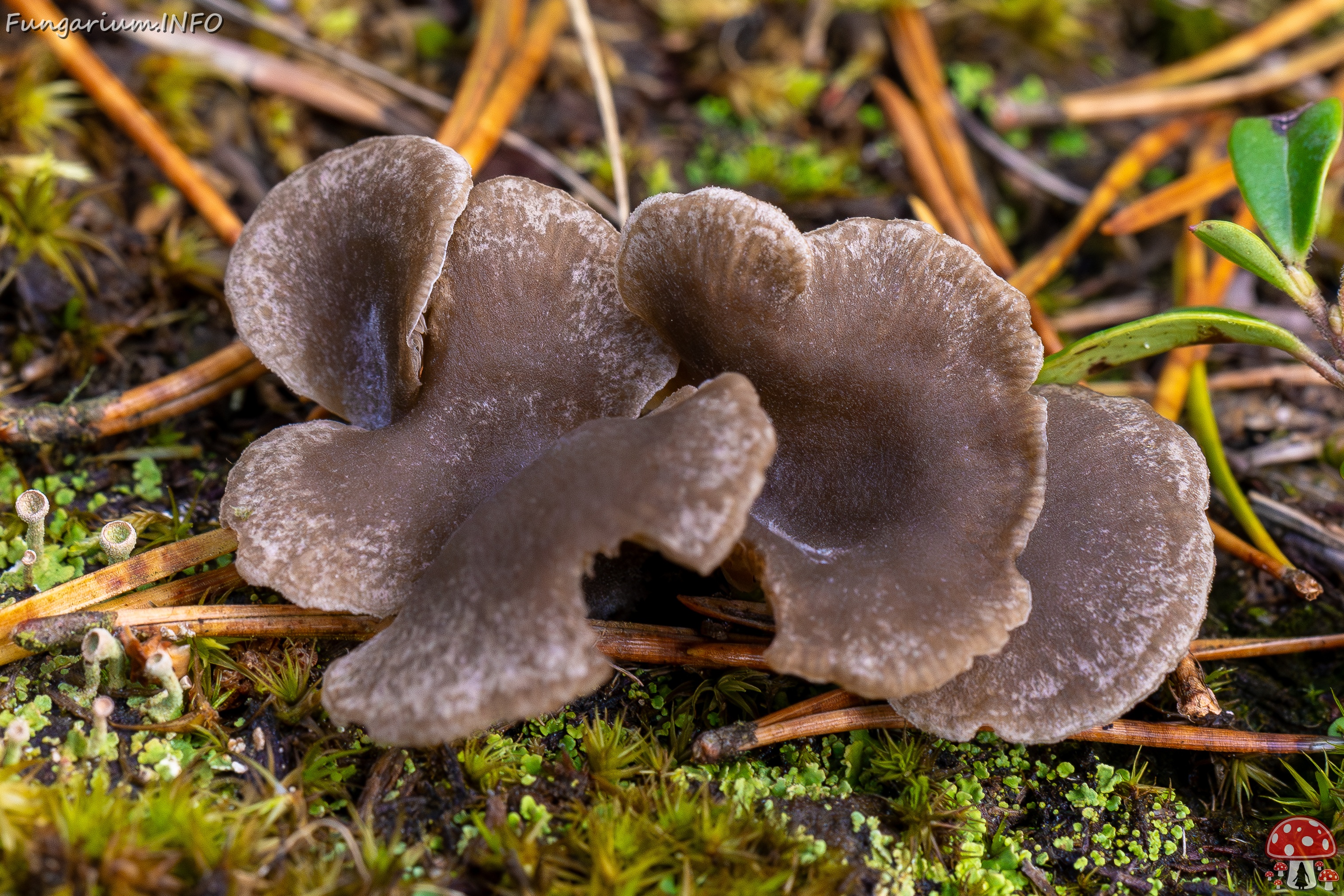 Arrhenia acerosa _2025-09-21_1-3 