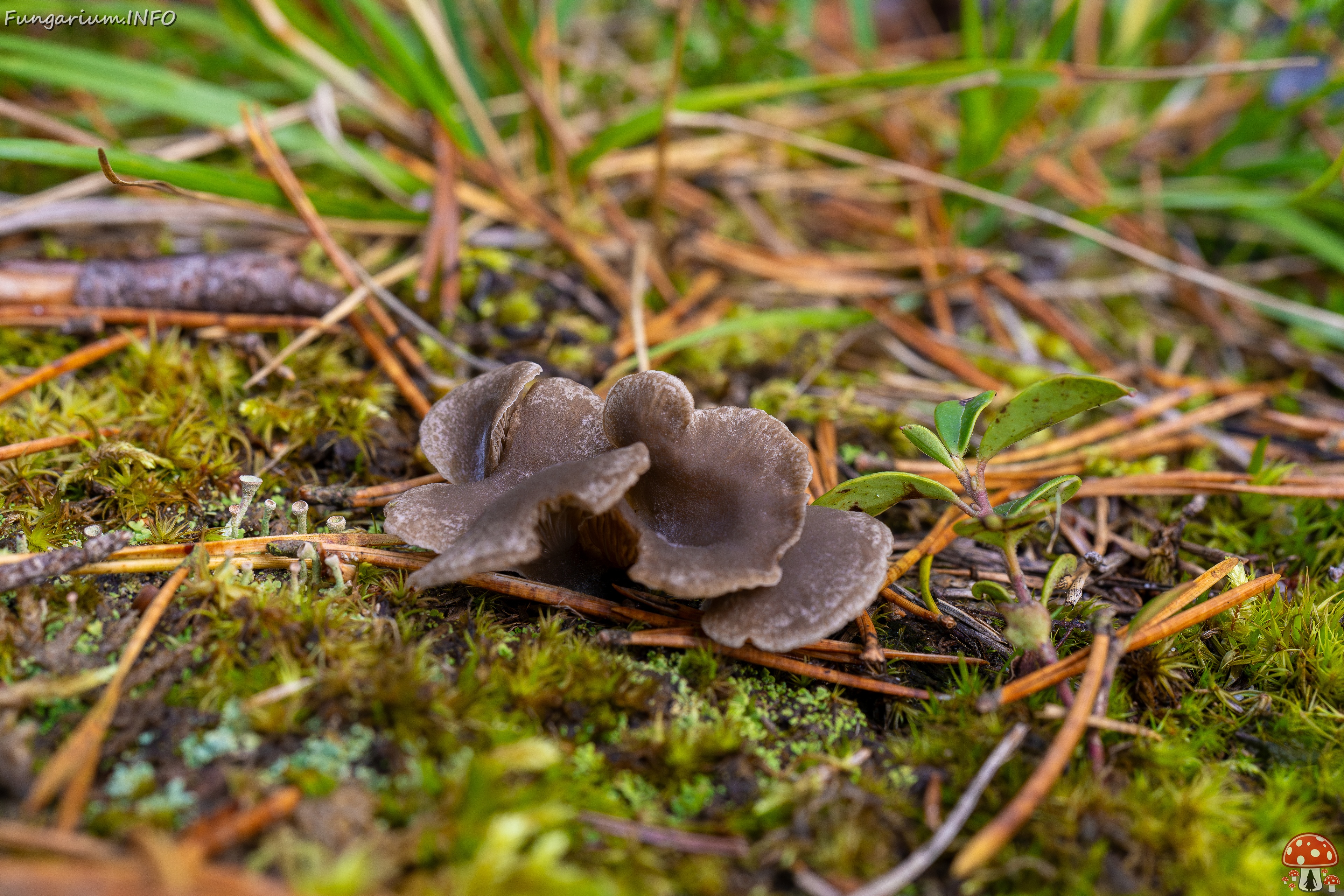 Arrhenia acerosa _2025-09-21_1-4 