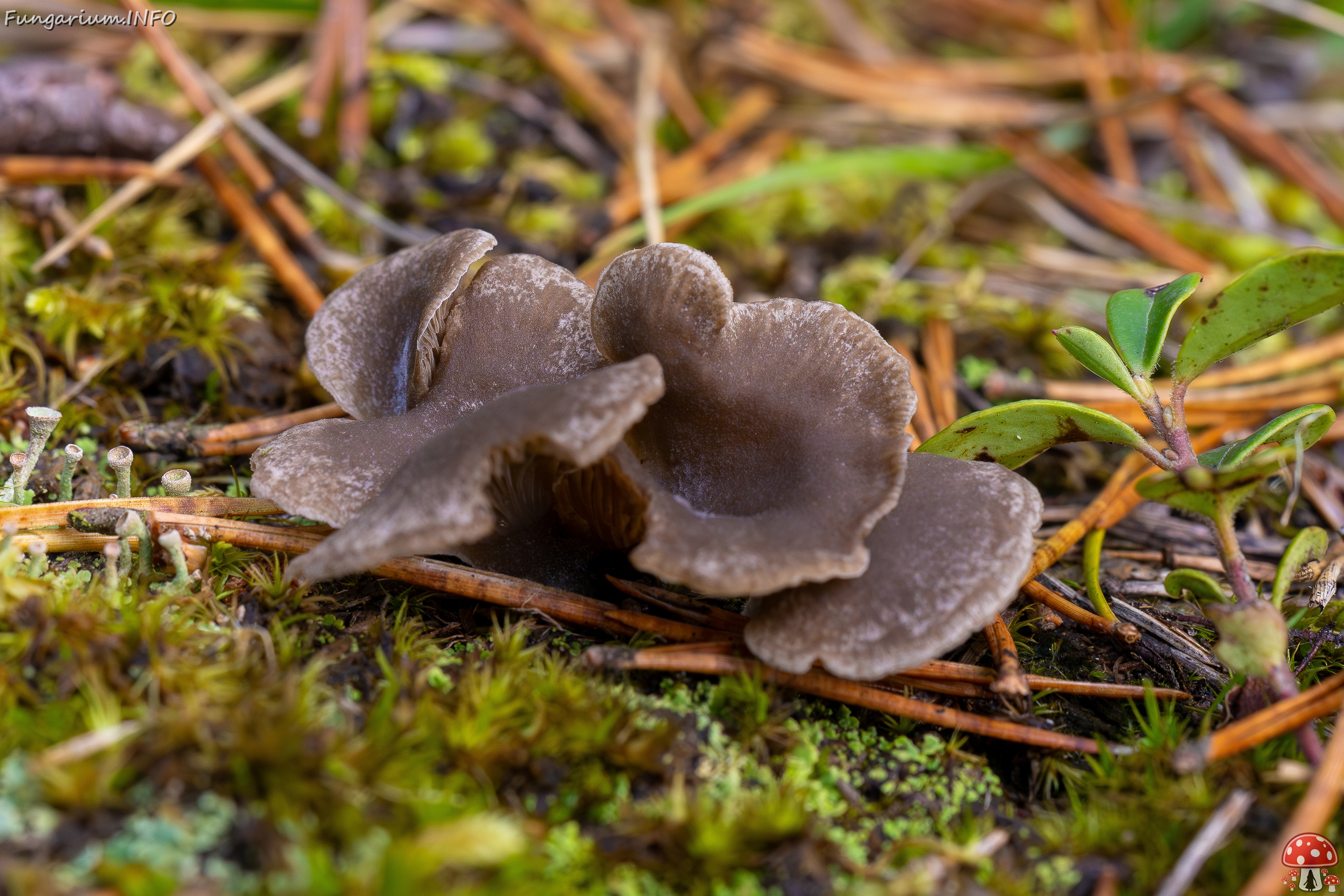 Arrhenia acerosa _2025-09-21_1-5 