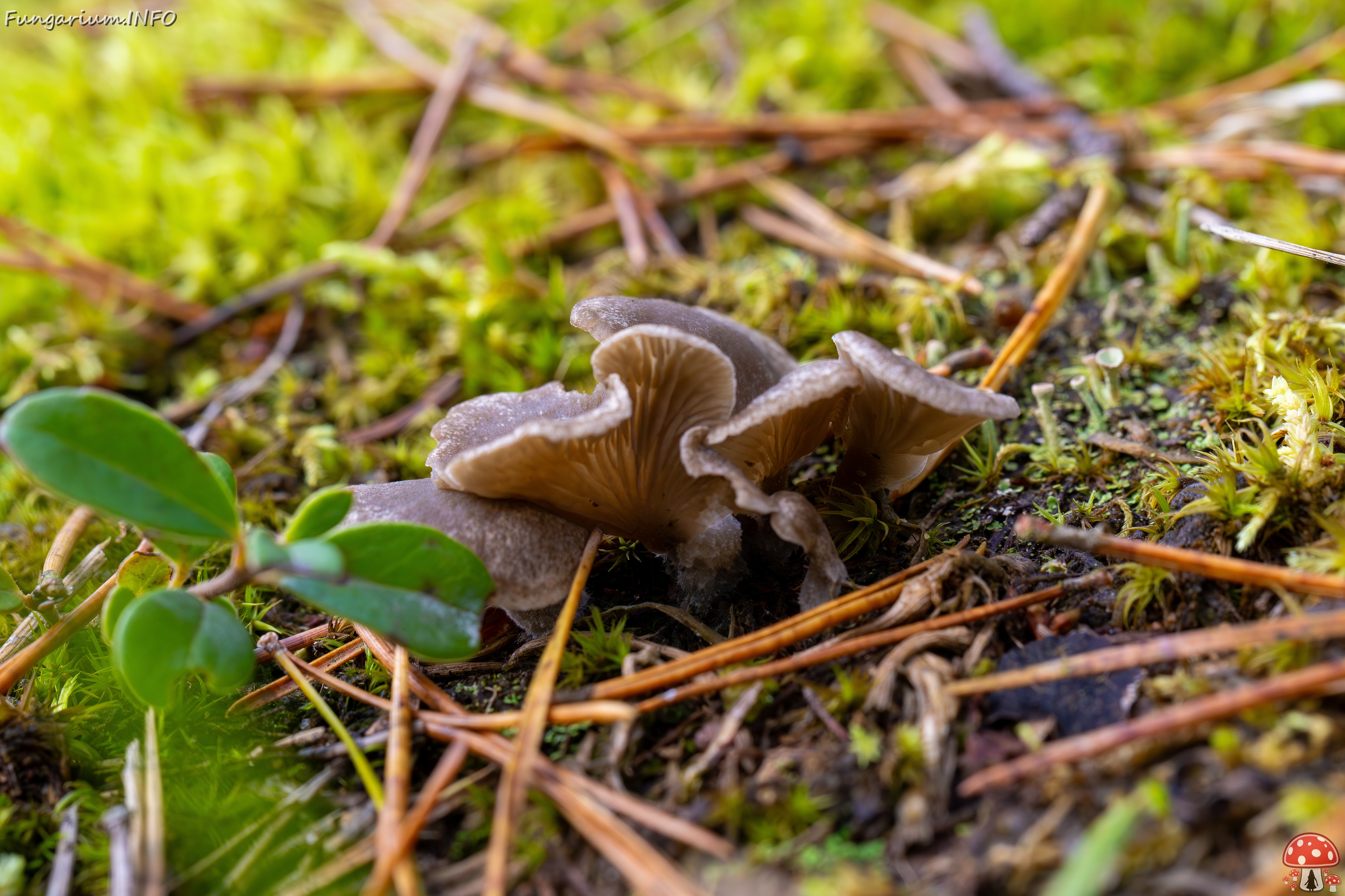 Arrhenia acerosa _2025-09-21_1-6 