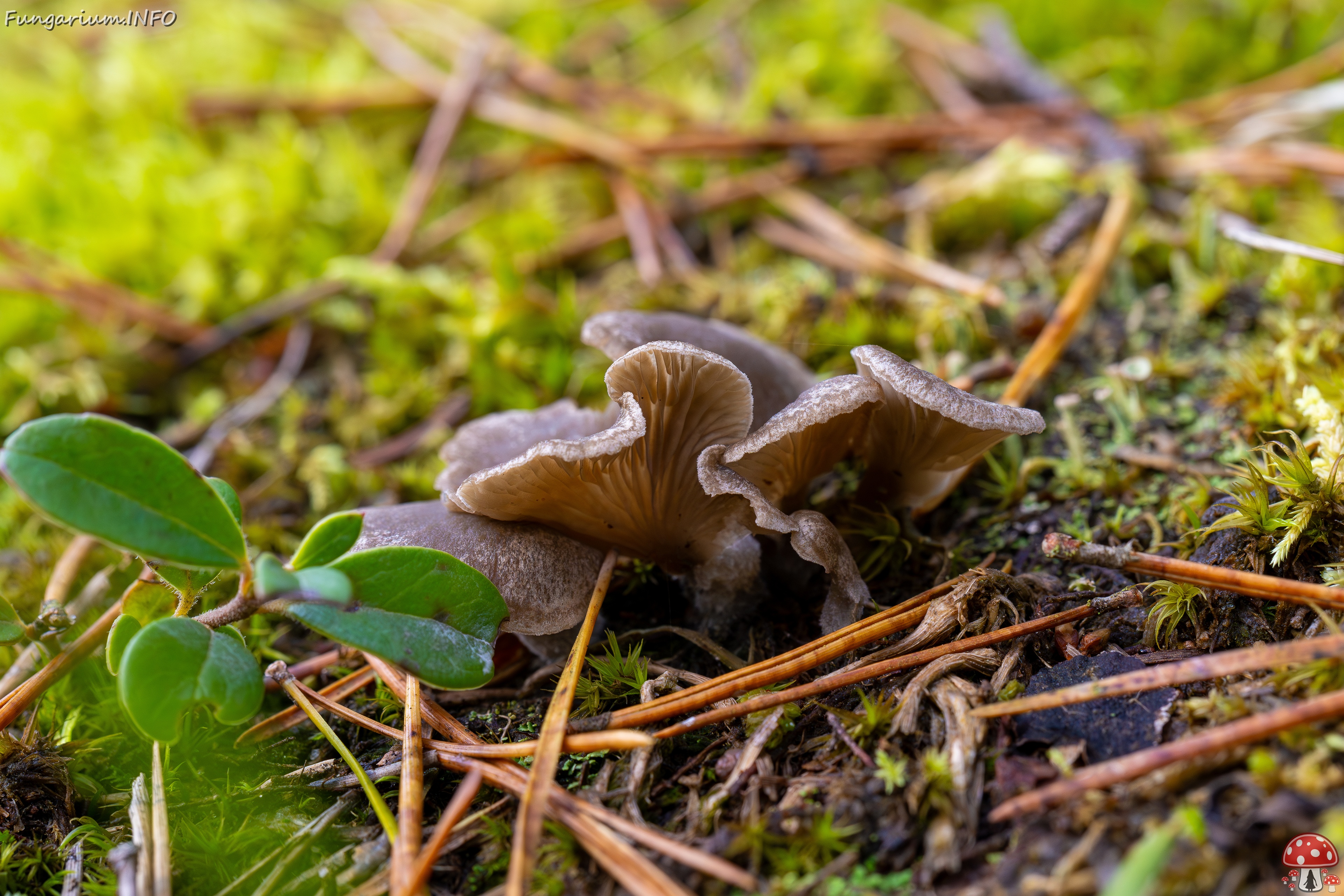 Arrhenia acerosa _2025-09-21_1-7 