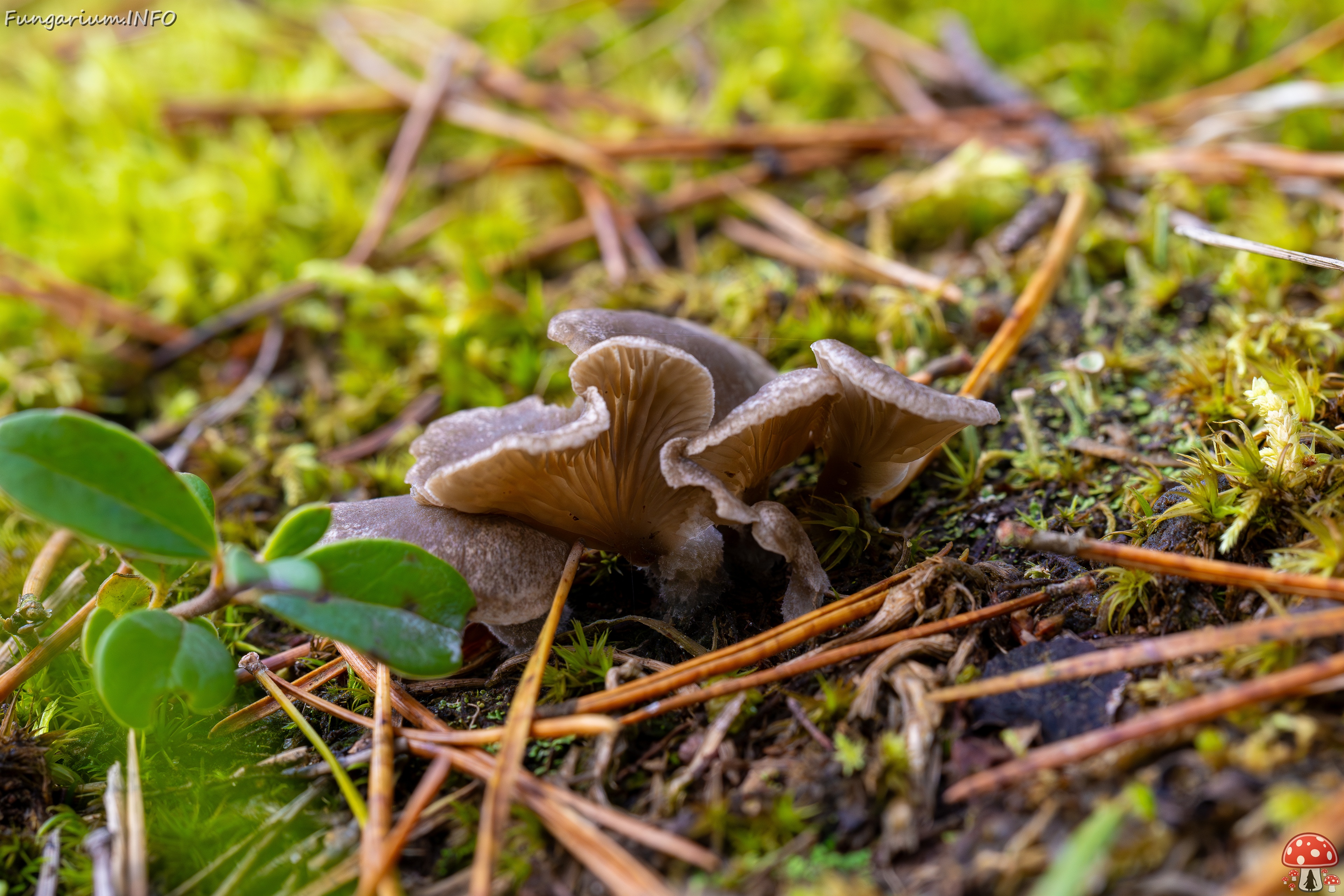 Arrhenia acerosa _2025-09-21_1-8 