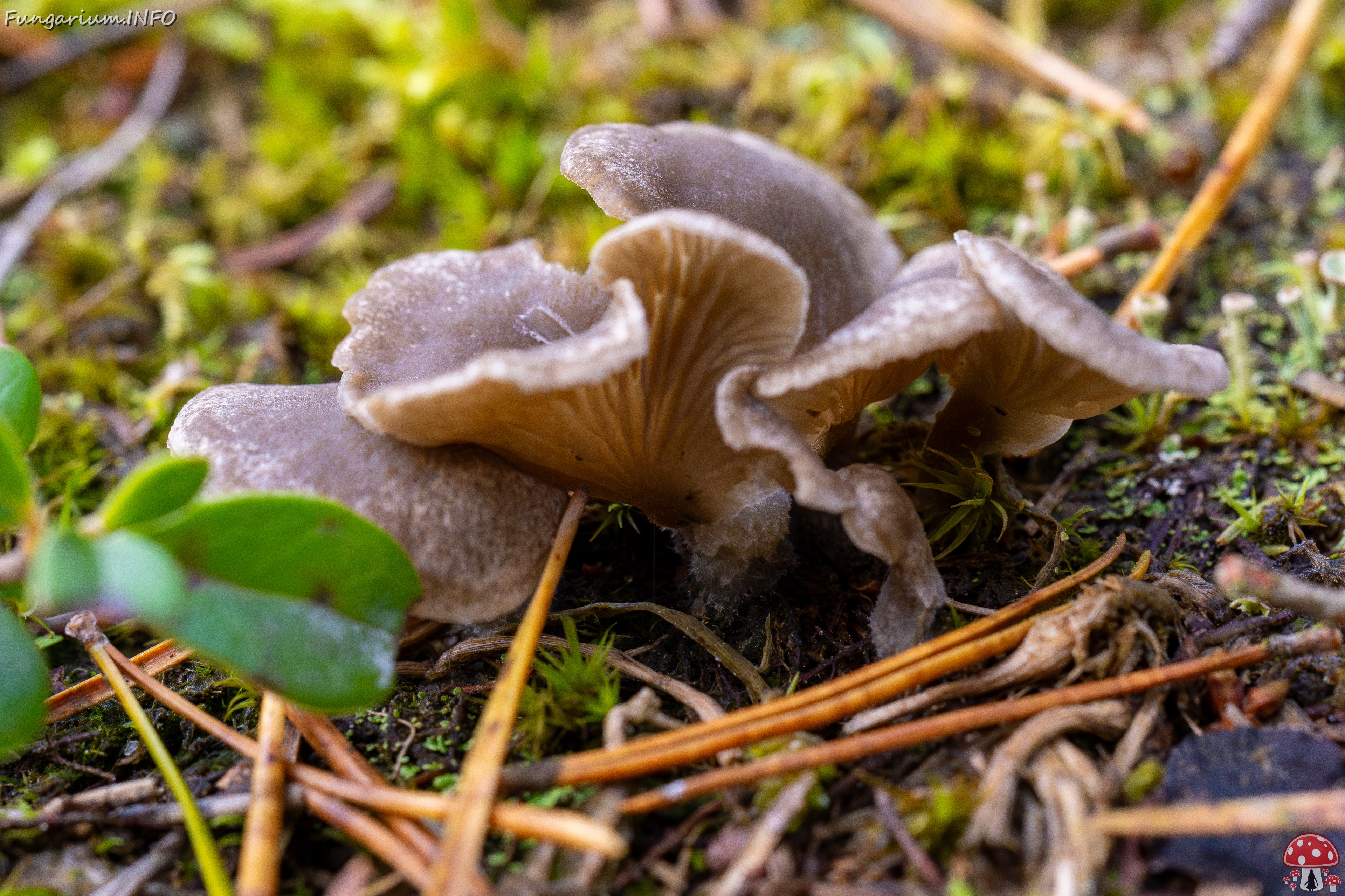 Arrhenia acerosa _2025-09-21_1-9 
