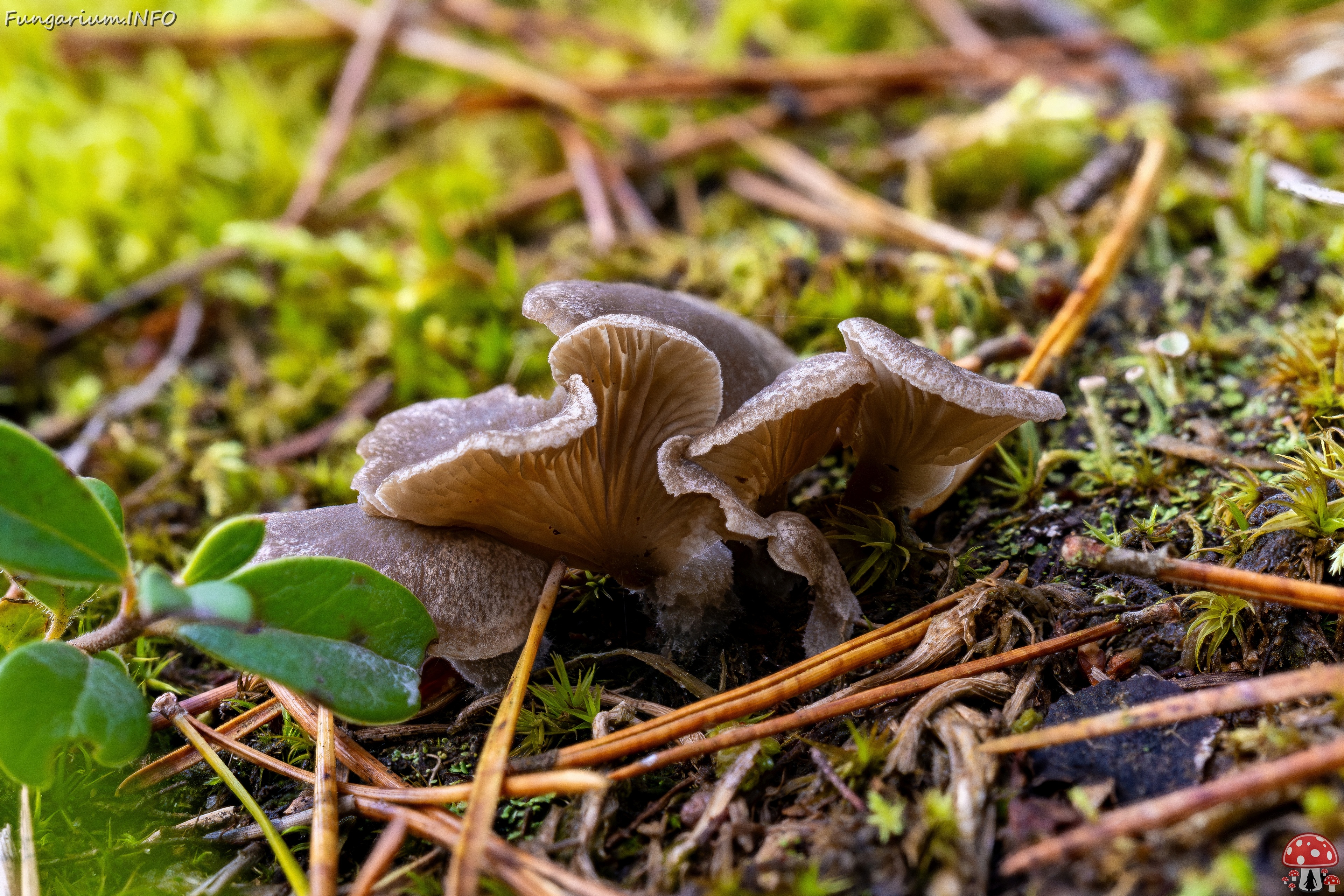 Arrhenia acerosa _2025-09-21_2-1 