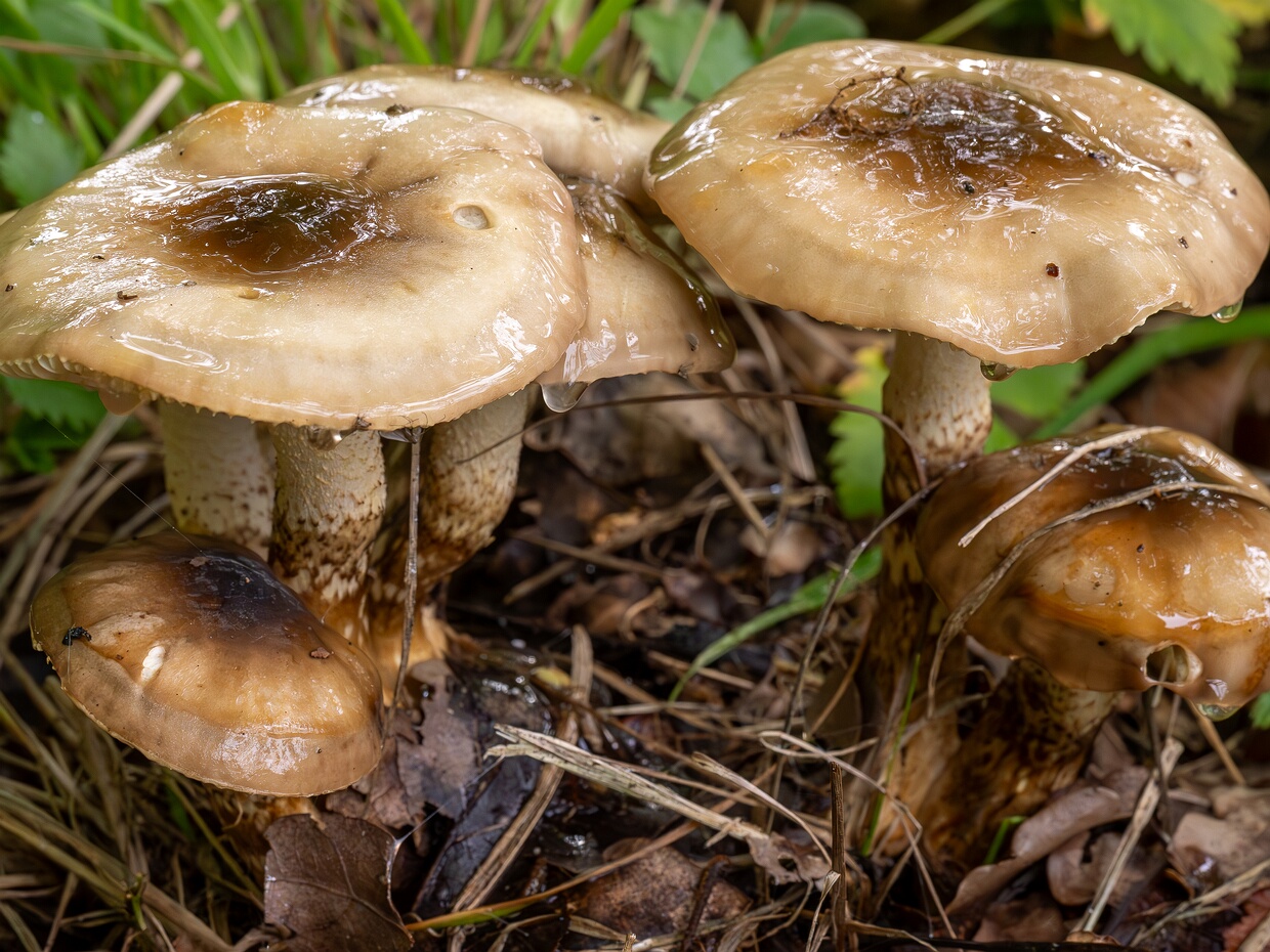 Гигрофор Персона - Hygrophorus persoonii