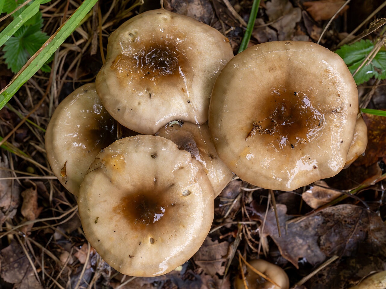 Hygrophorus persoonii _2026-09-19_1-4