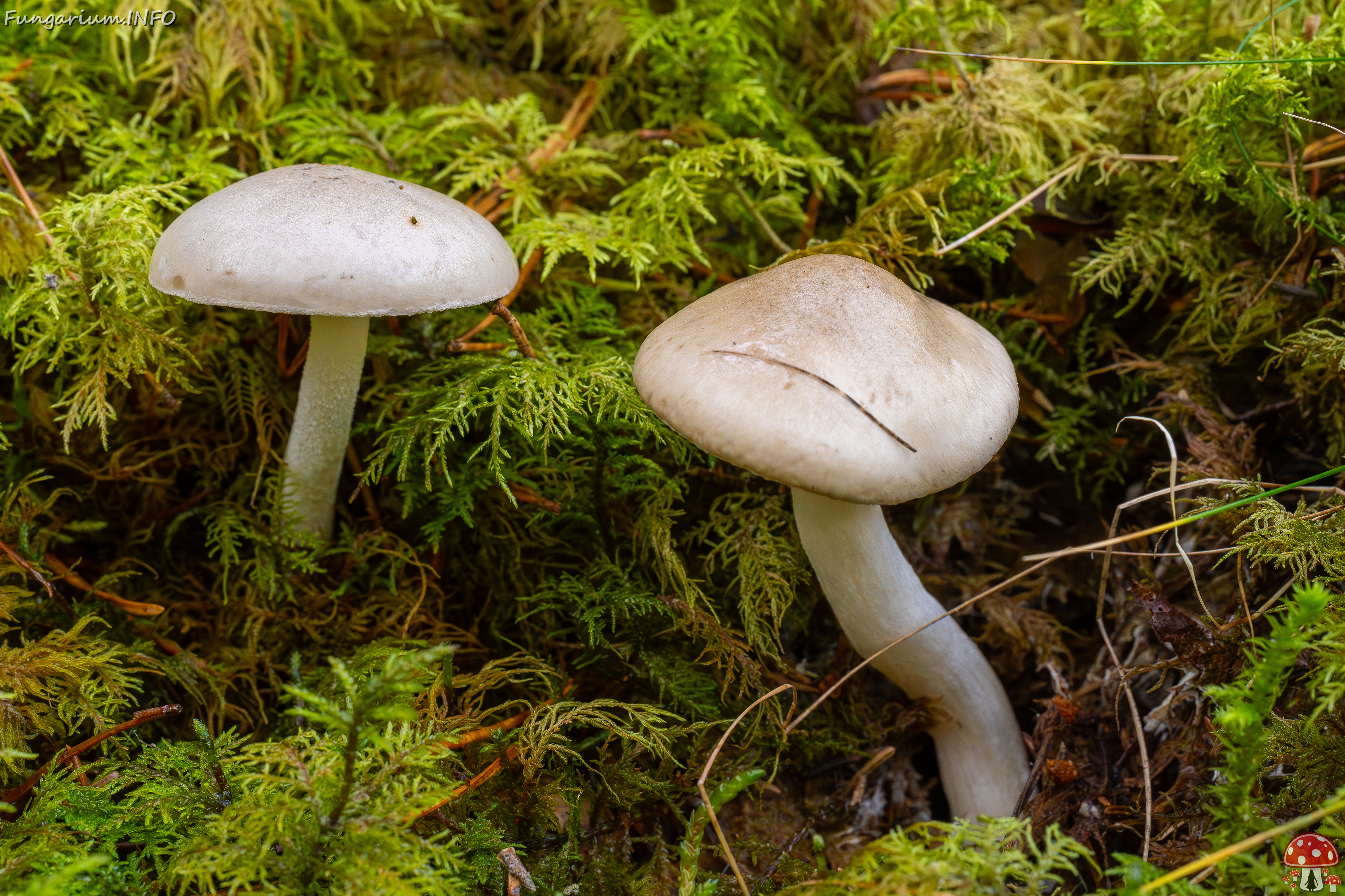 hygrophorus-agathosmus_2024-10-19_1-1 