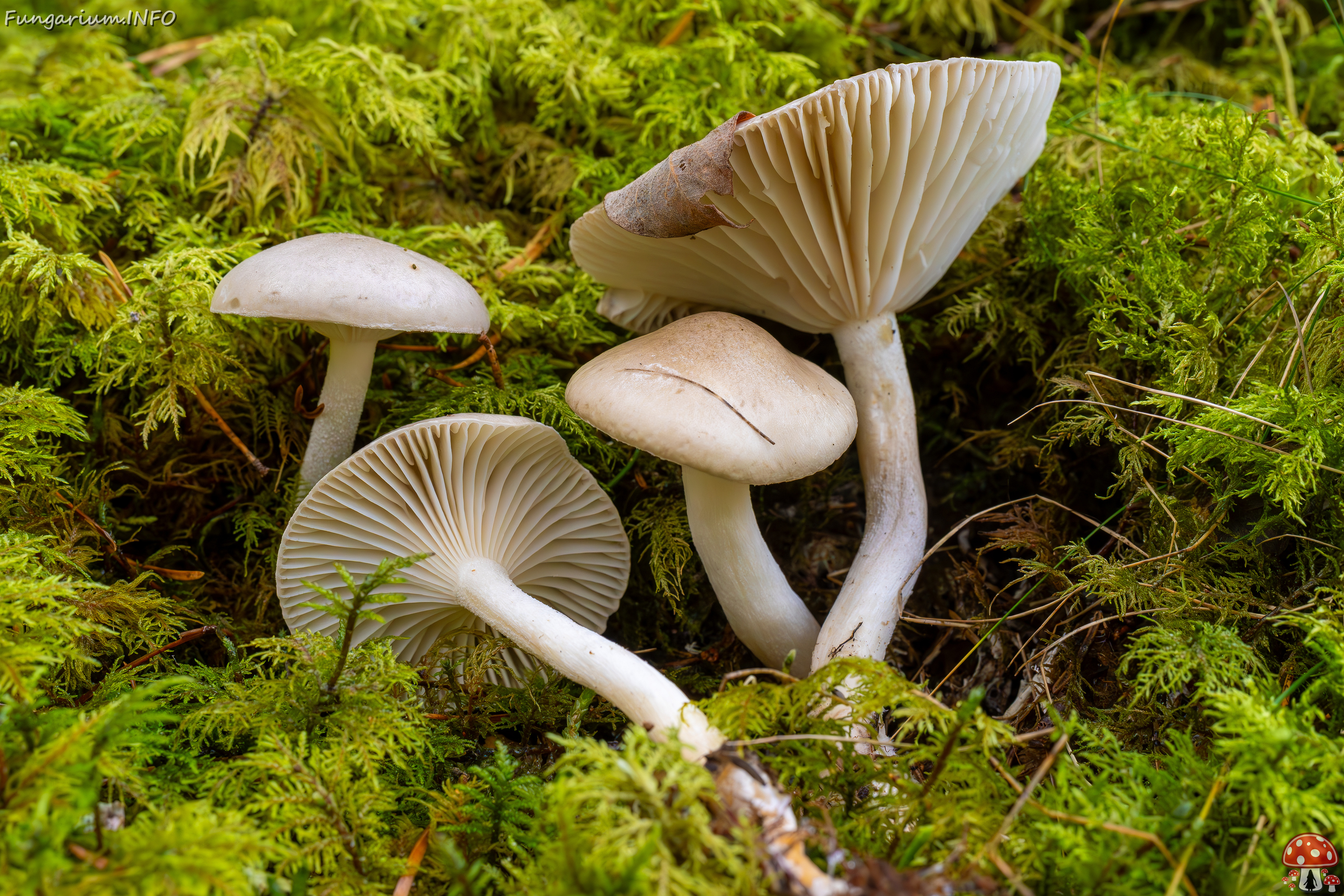 hygrophorus-agathosmus_2024-10-19_1-11 