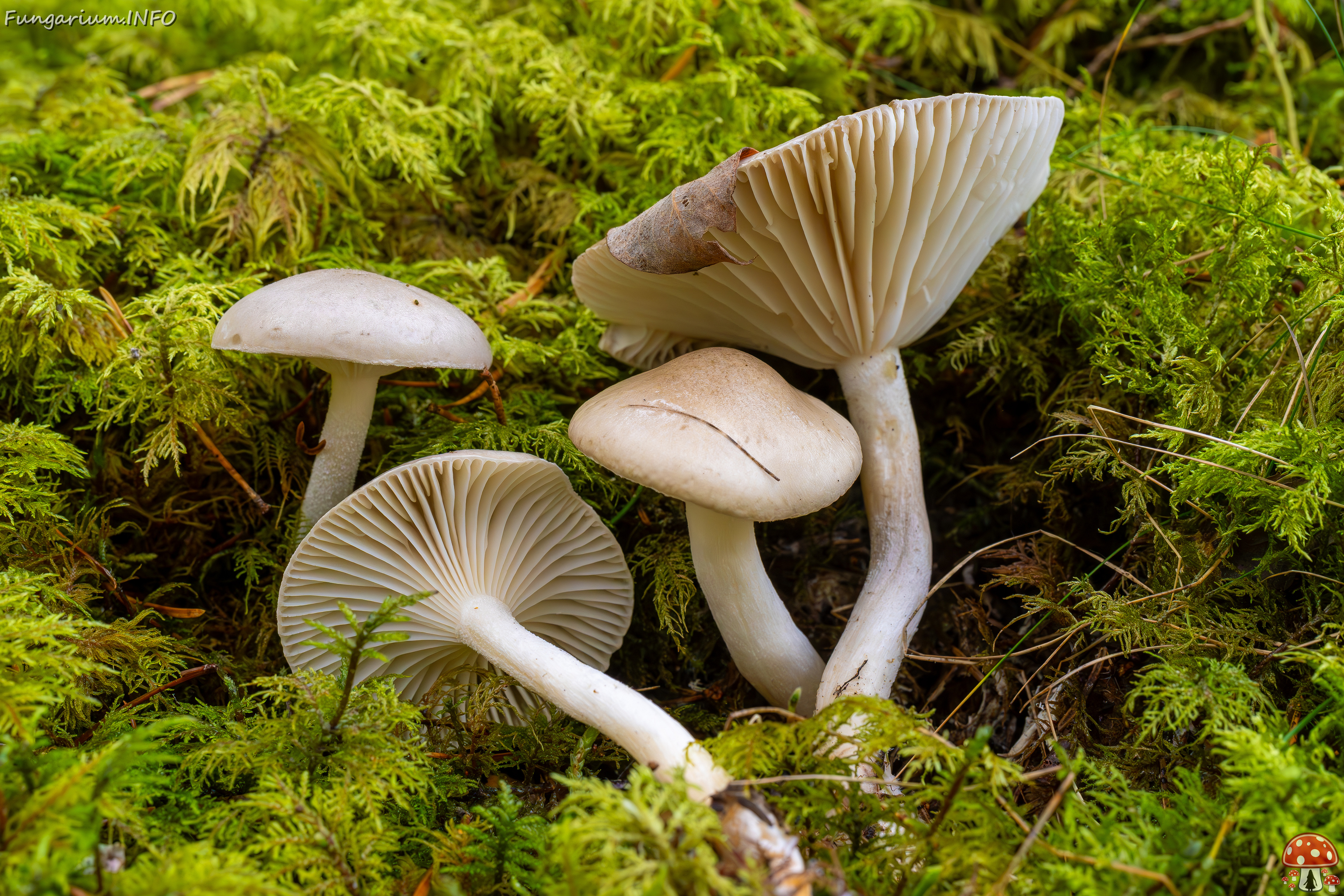 hygrophorus-agathosmus_2024-10-19_1-13 