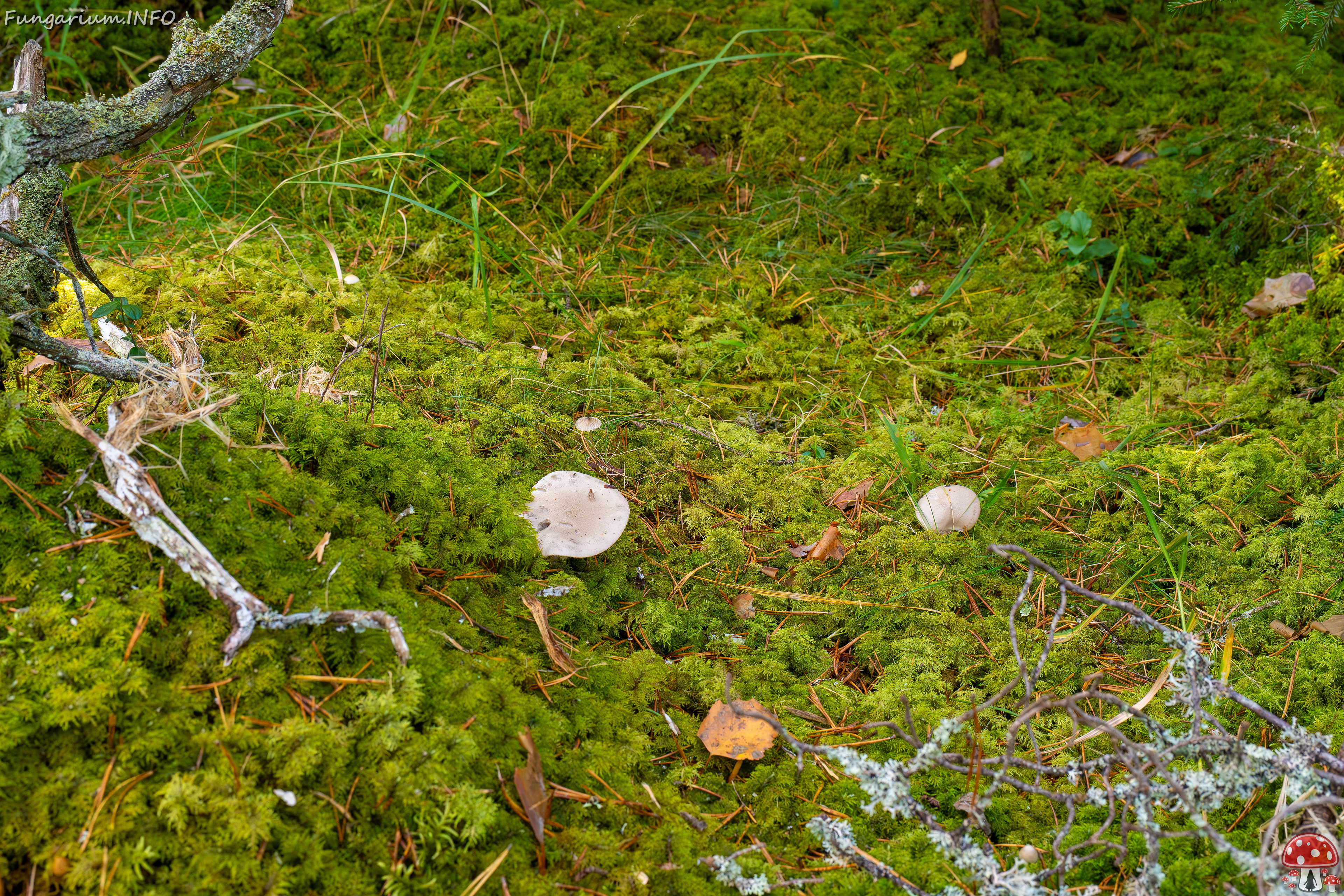 hygrophorus-agathosmus_2024-10-19_1-14 