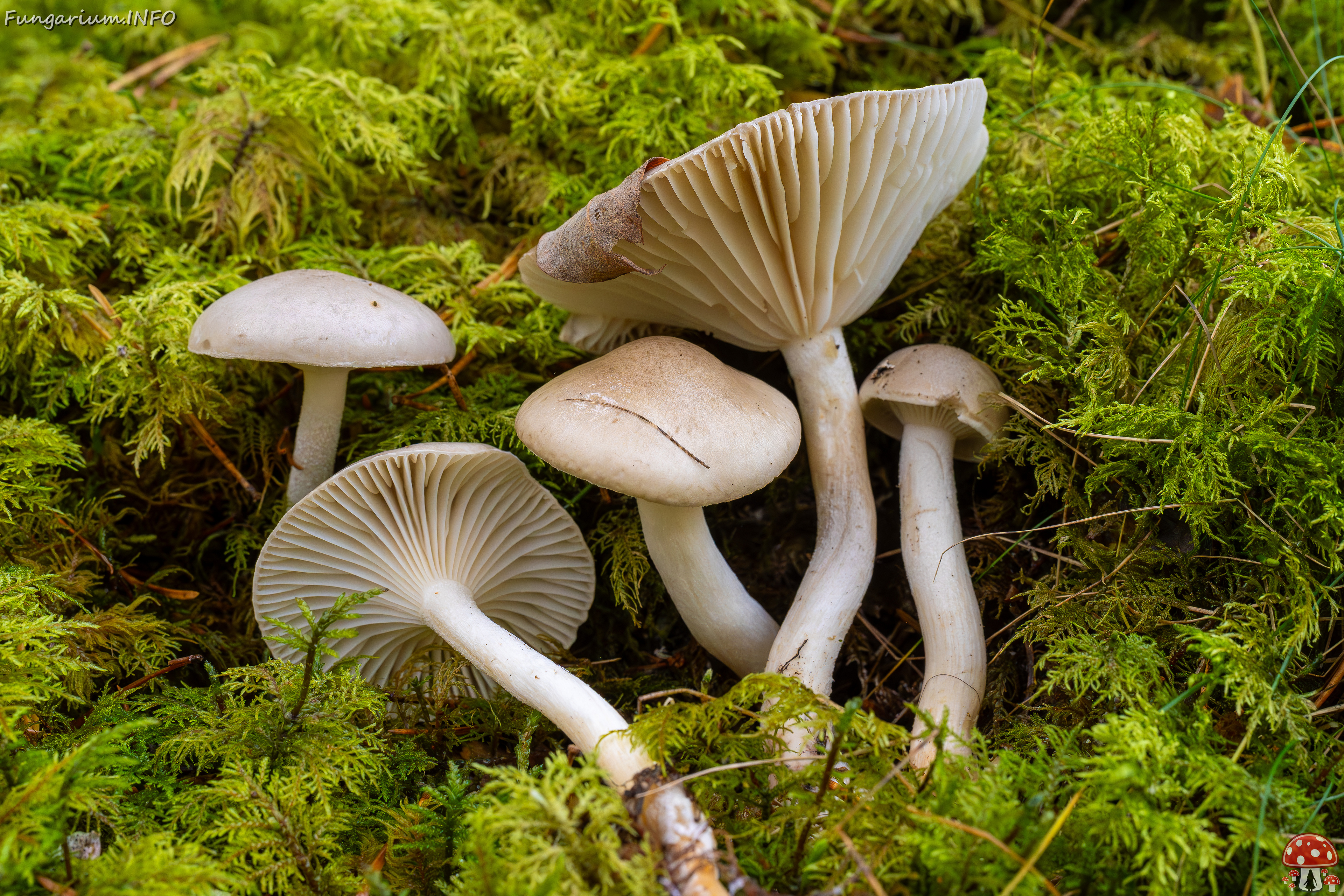 hygrophorus-agathosmus_2024-10-19_1-15 