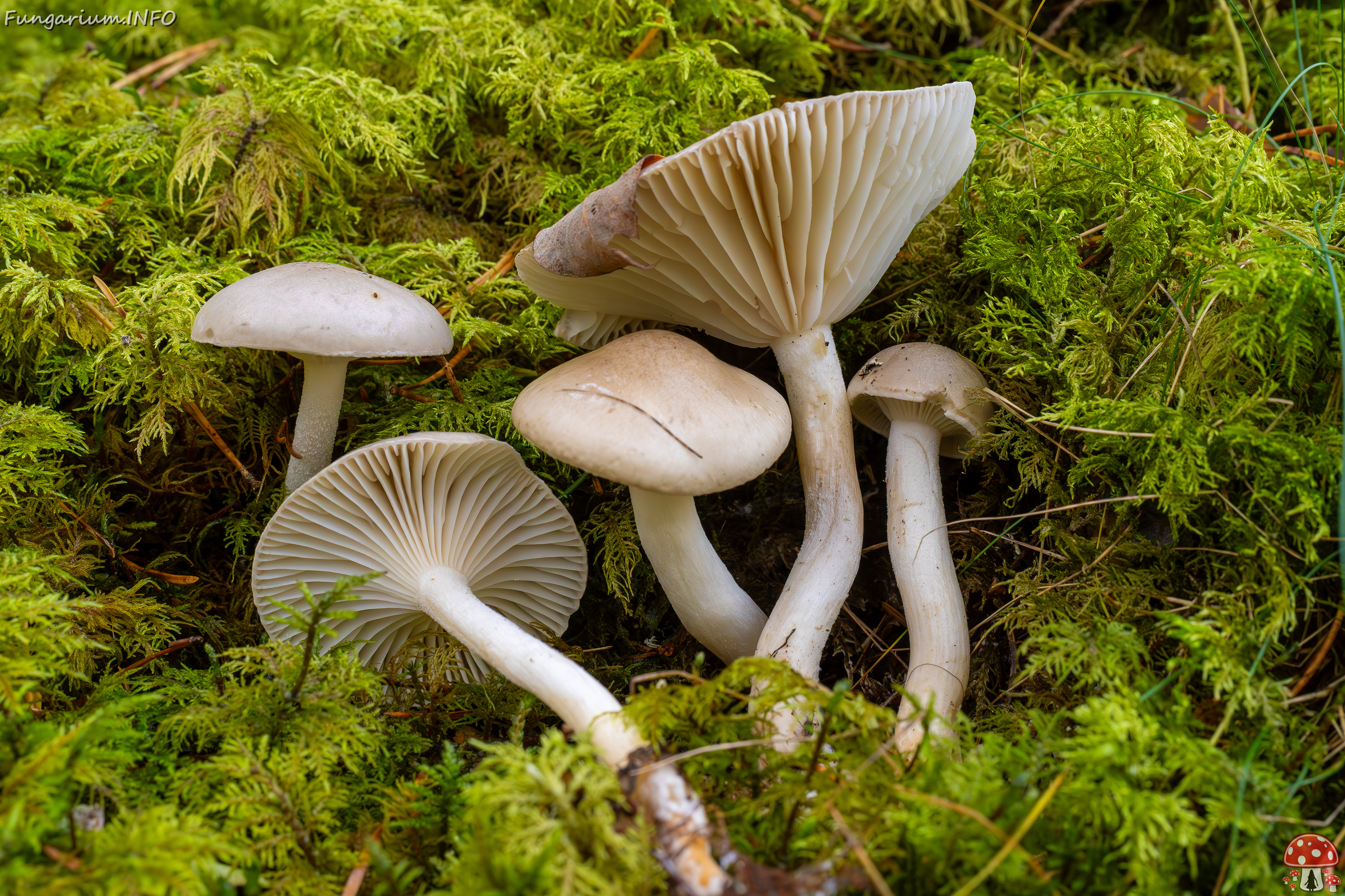 hygrophorus-agathosmus_2024-10-19_1-17 