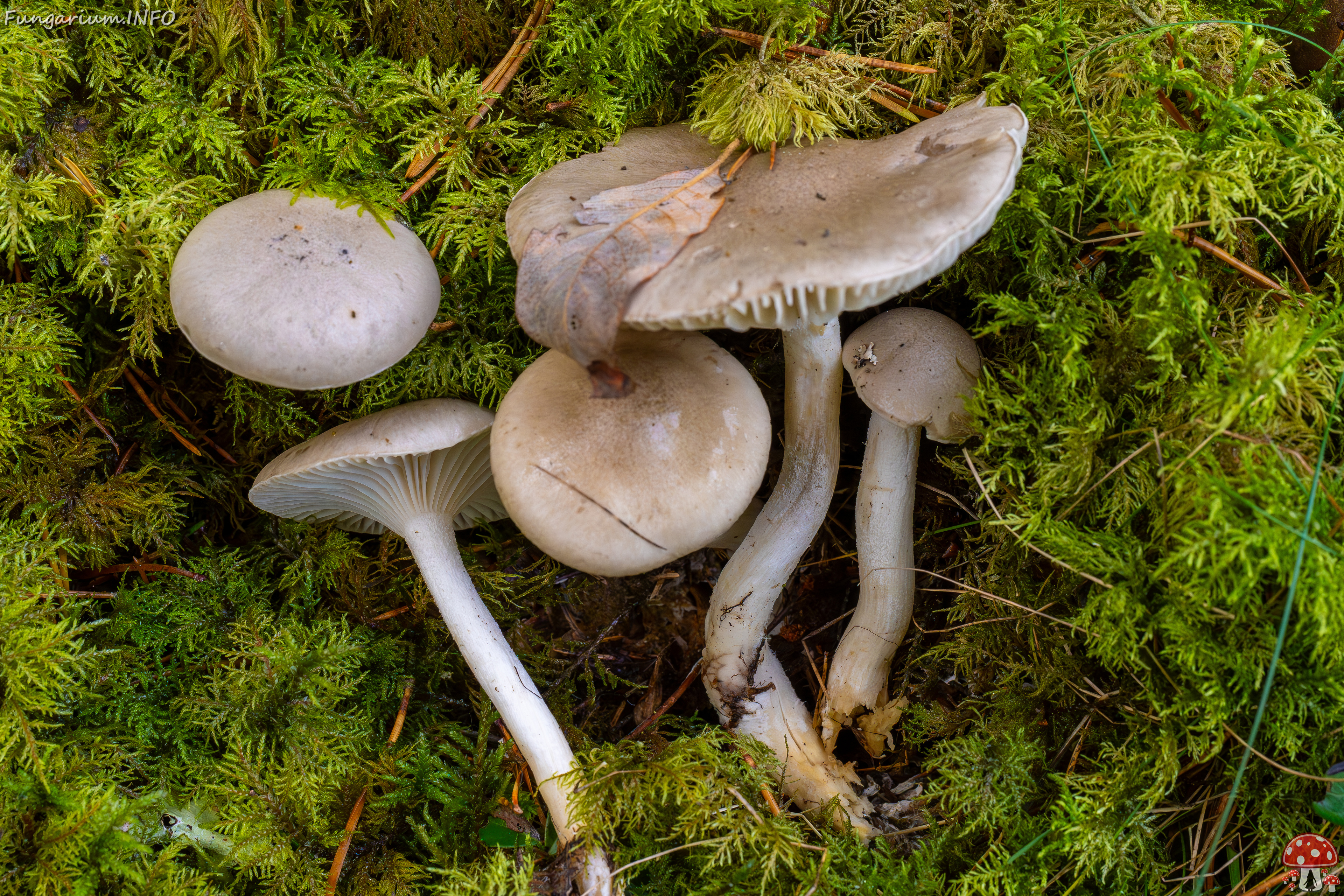 hygrophorus-agathosmus_2024-10-19_1-18 