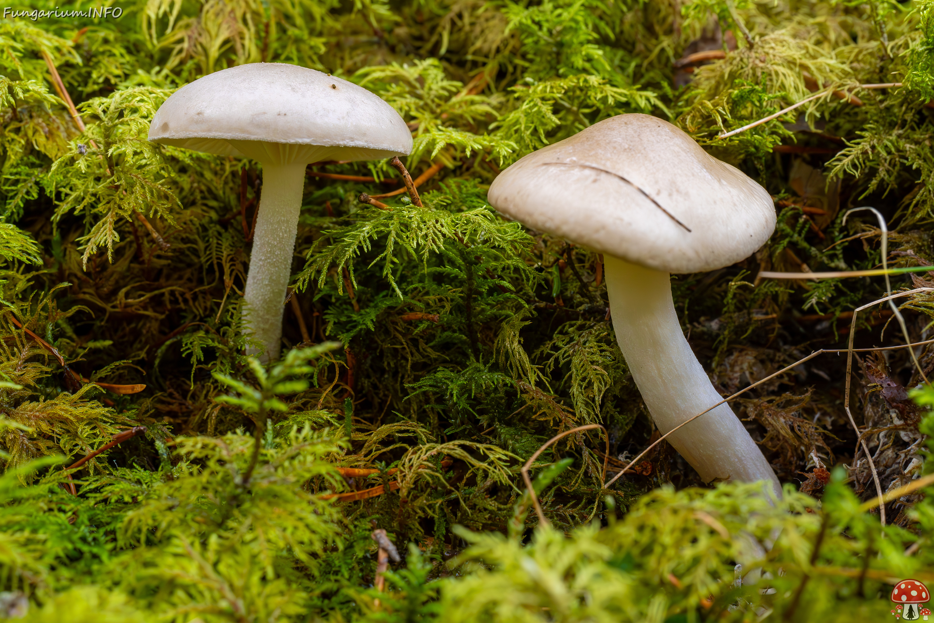 hygrophorus-agathosmus_2024-10-19_1-2 