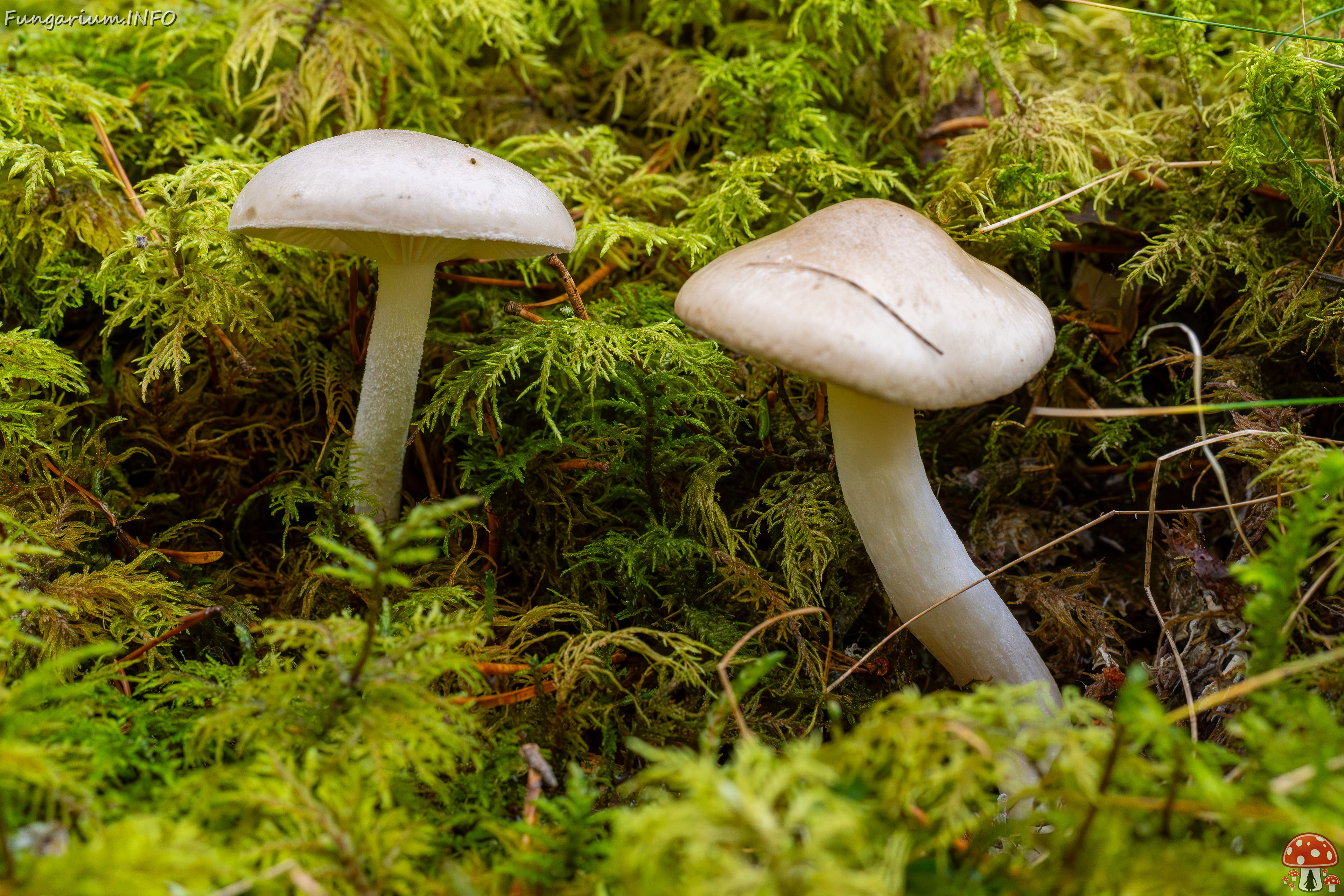 hygrophorus-agathosmus_2024-10-19_1-3 