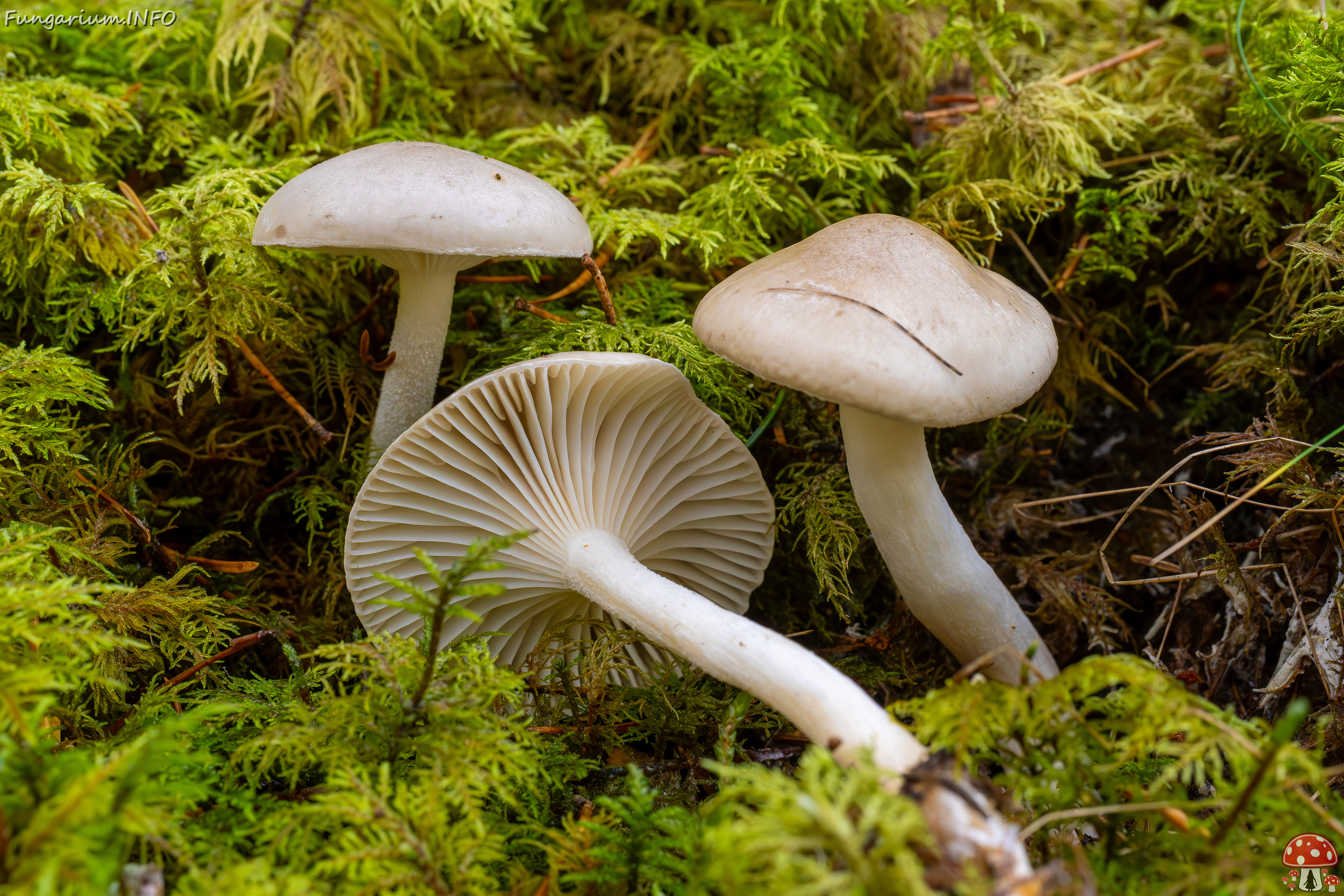 hygrophorus-agathosmus_2024-10-19_1-5 