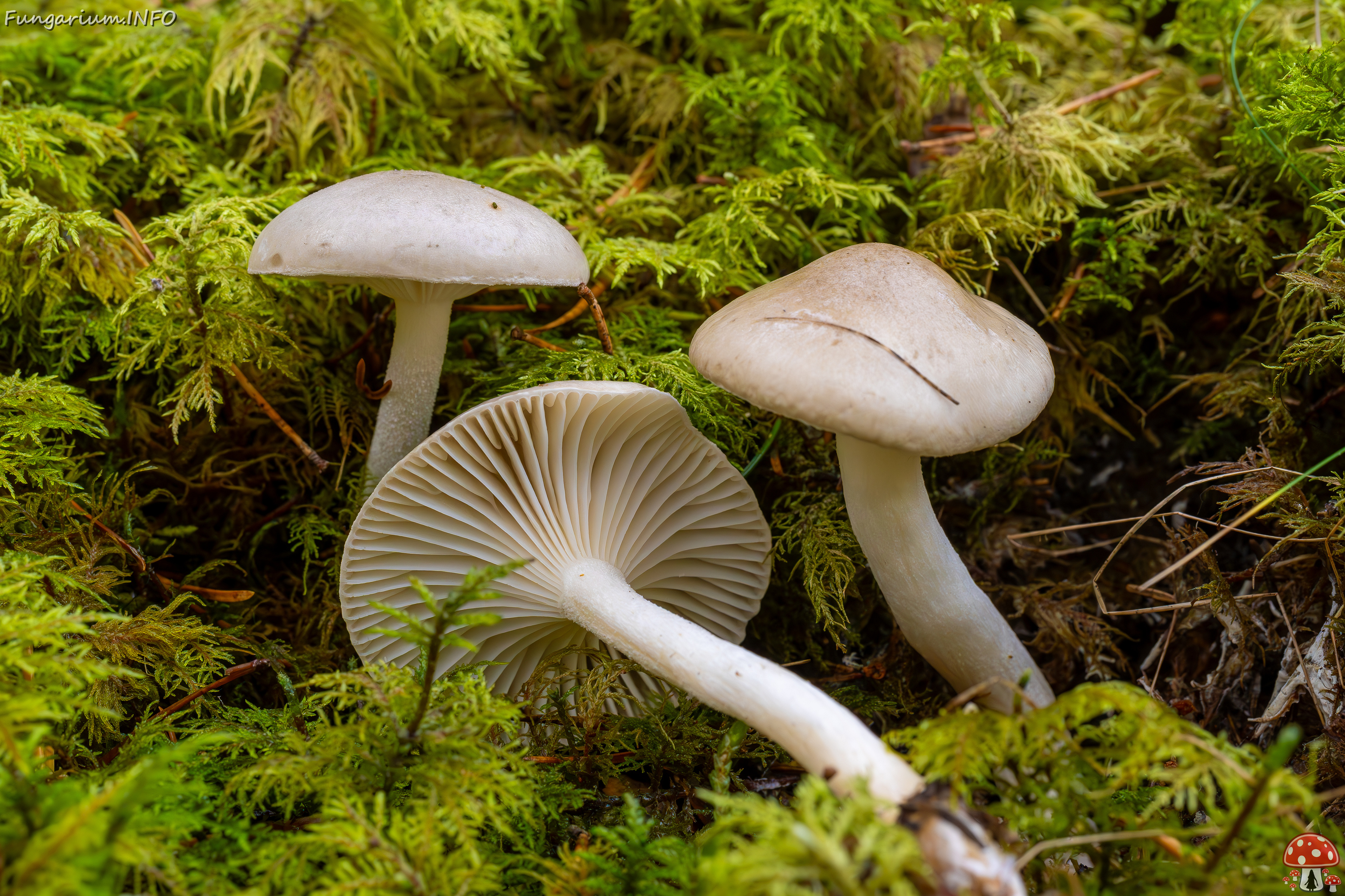 hygrophorus-agathosmus_2024-10-19_1-7 