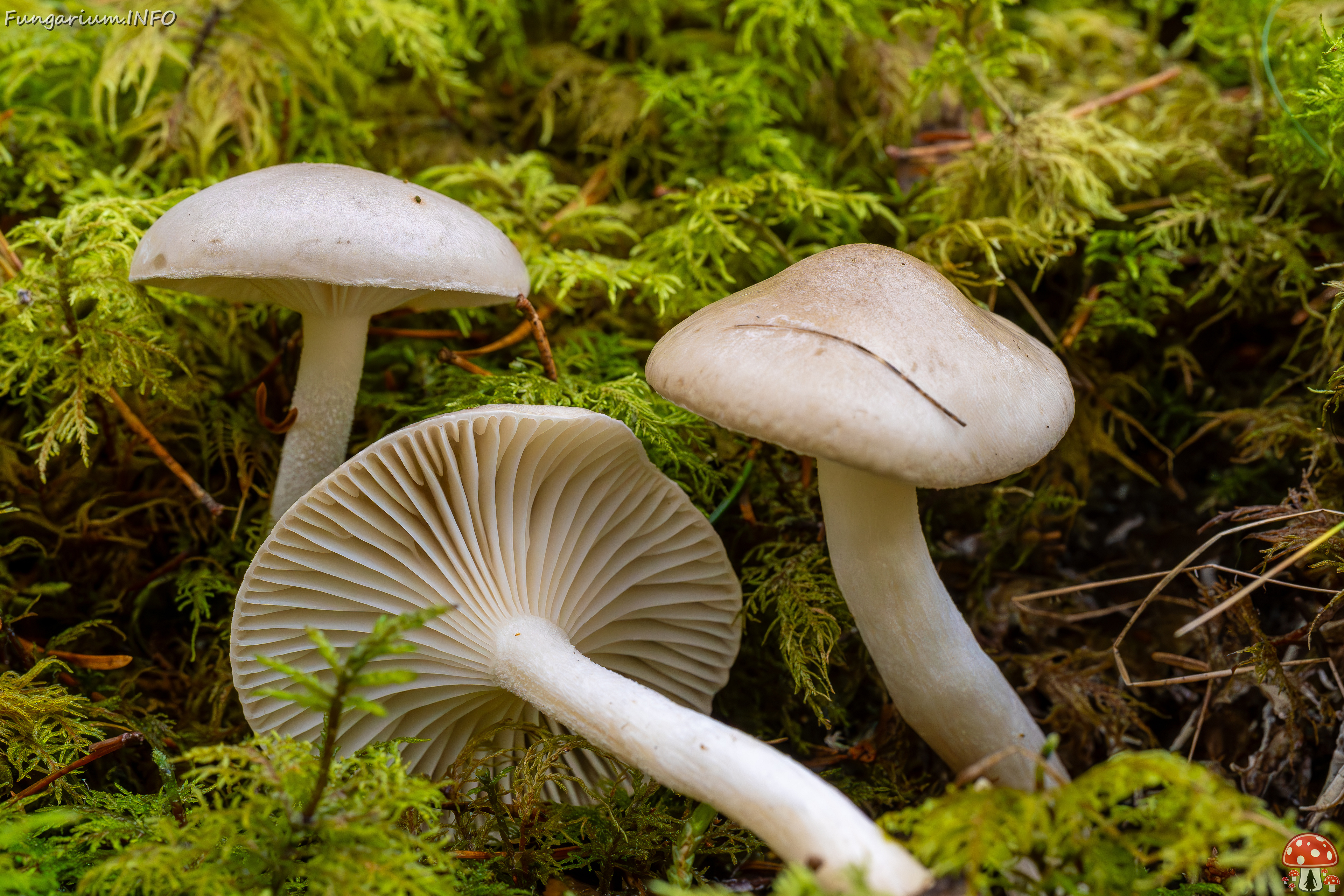 hygrophorus-agathosmus_2024-10-19_1-9 