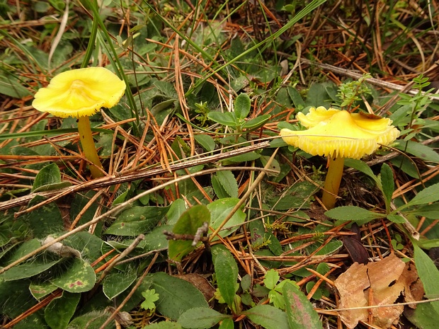 Hygrocybe chlorophana - Гигроцибе жёлто-зелёная - Golden Waxcap - Goldgelber Saftling