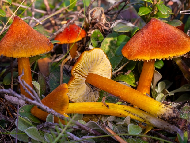 Hygrocybe conica - Гигроцибе коническая - Blackening Waxcap - Spitzkegeliger Saftling