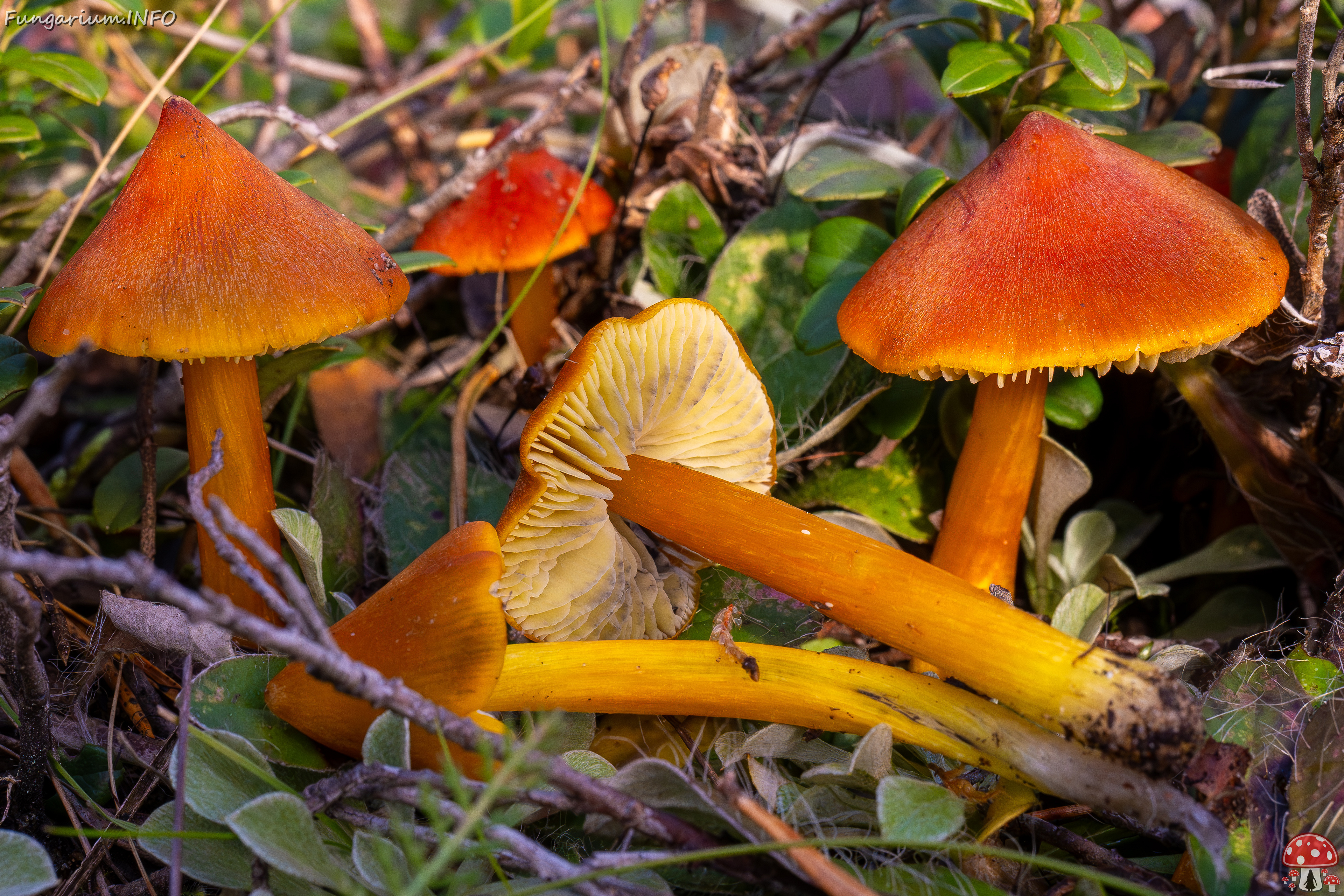 !hygrocybe-conica_2024-10-12_1-7 