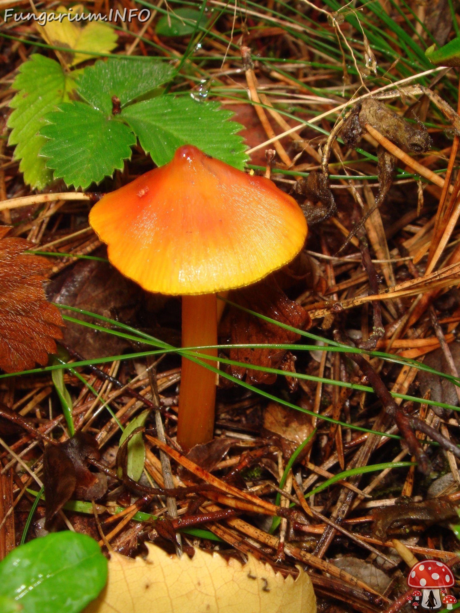 fungi-0003405 