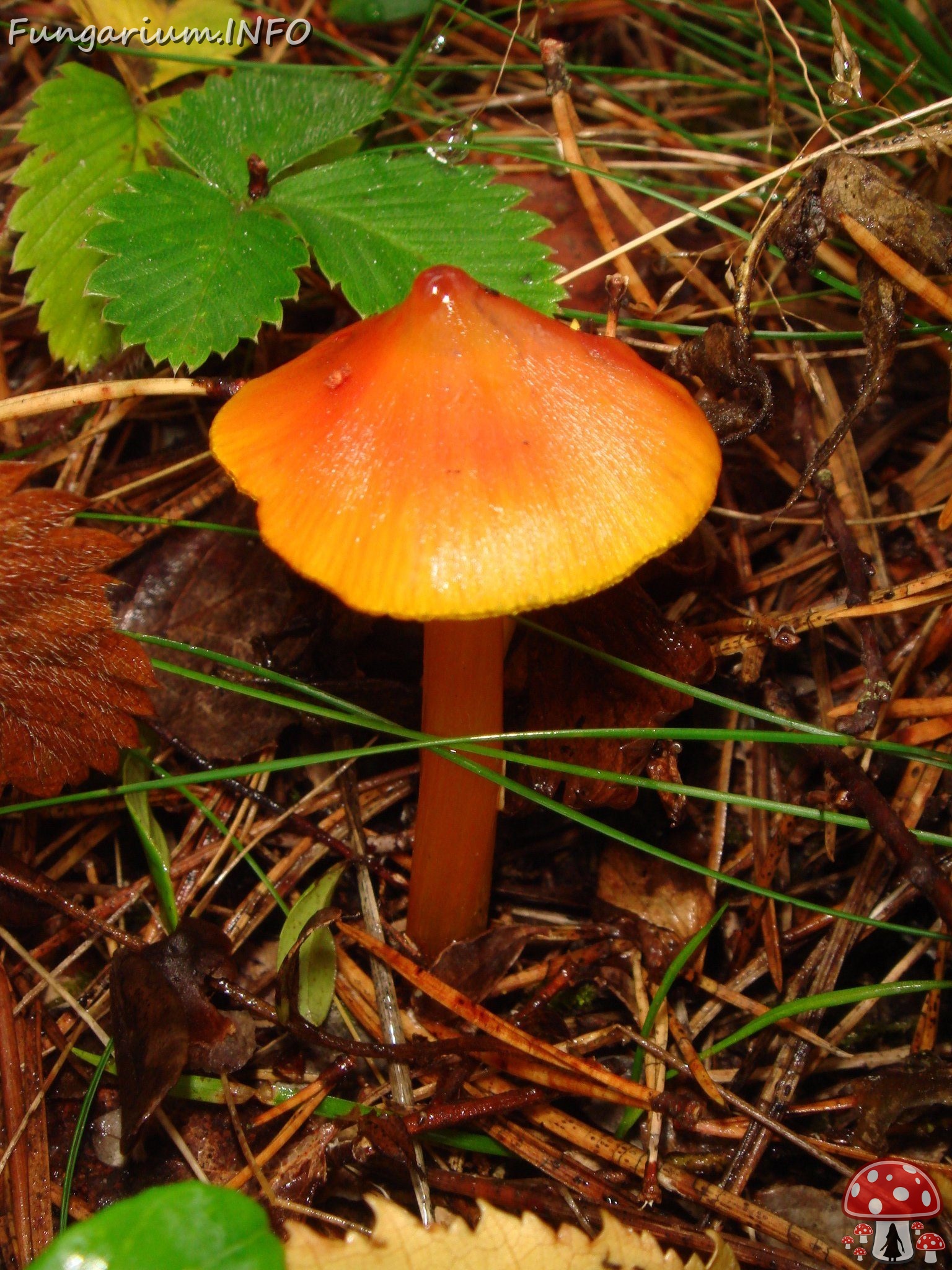 fungi-0003406 