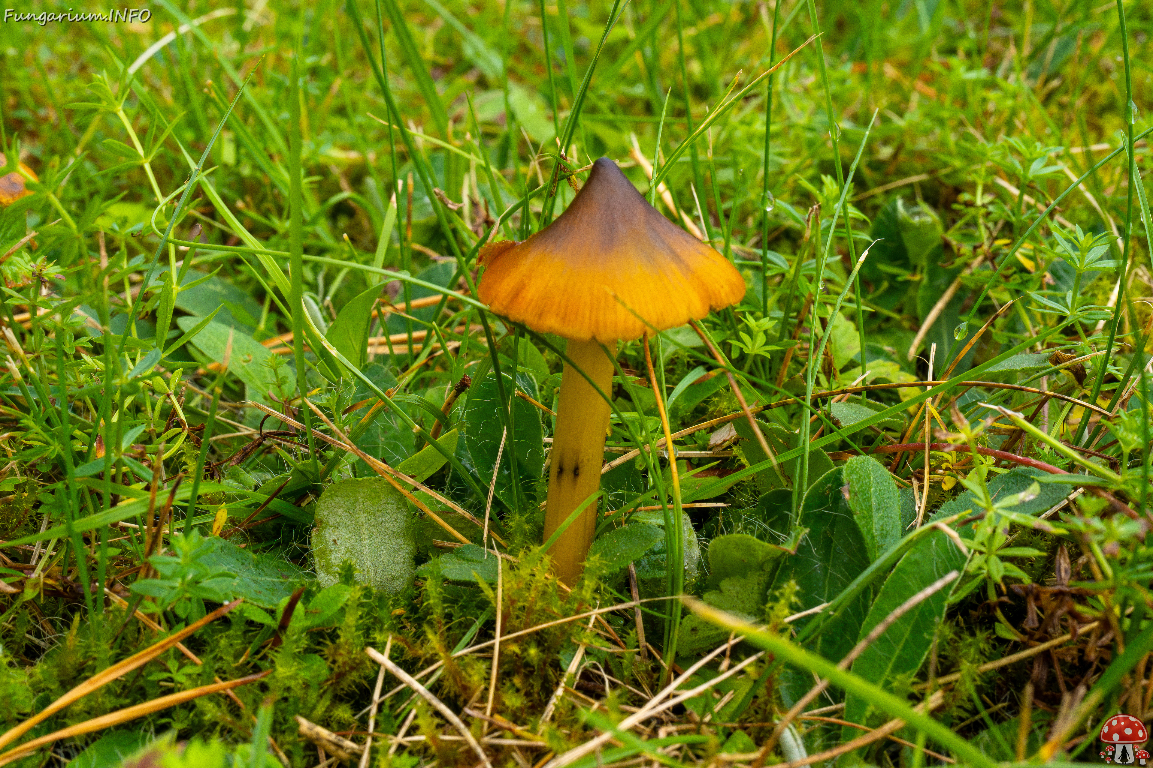 hygrocybe-conica_1-1 