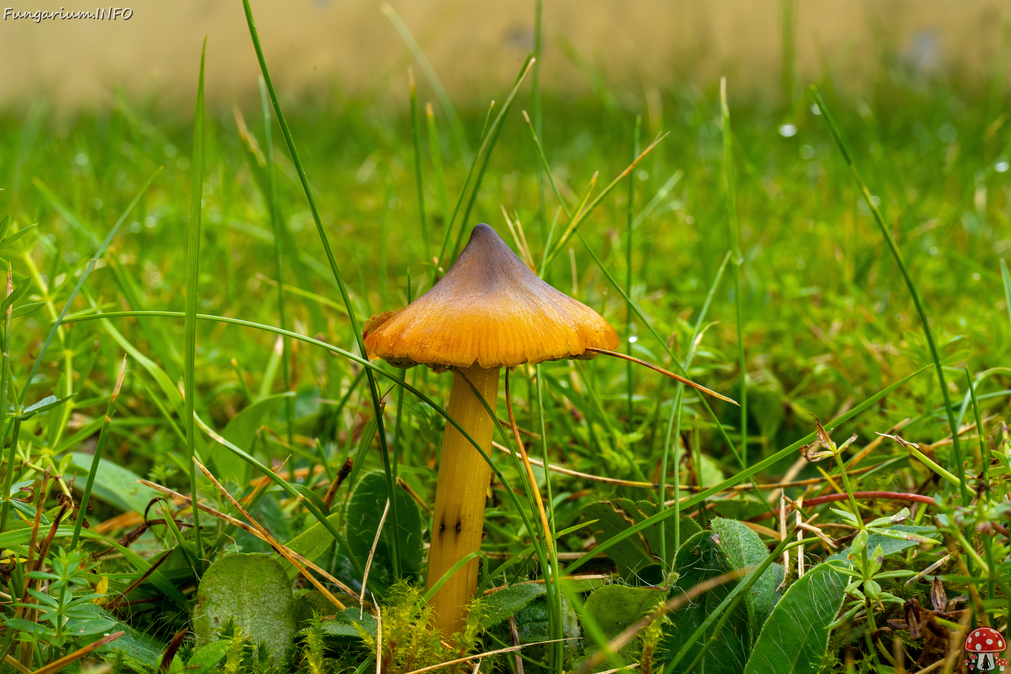 hygrocybe-conica_1-10 