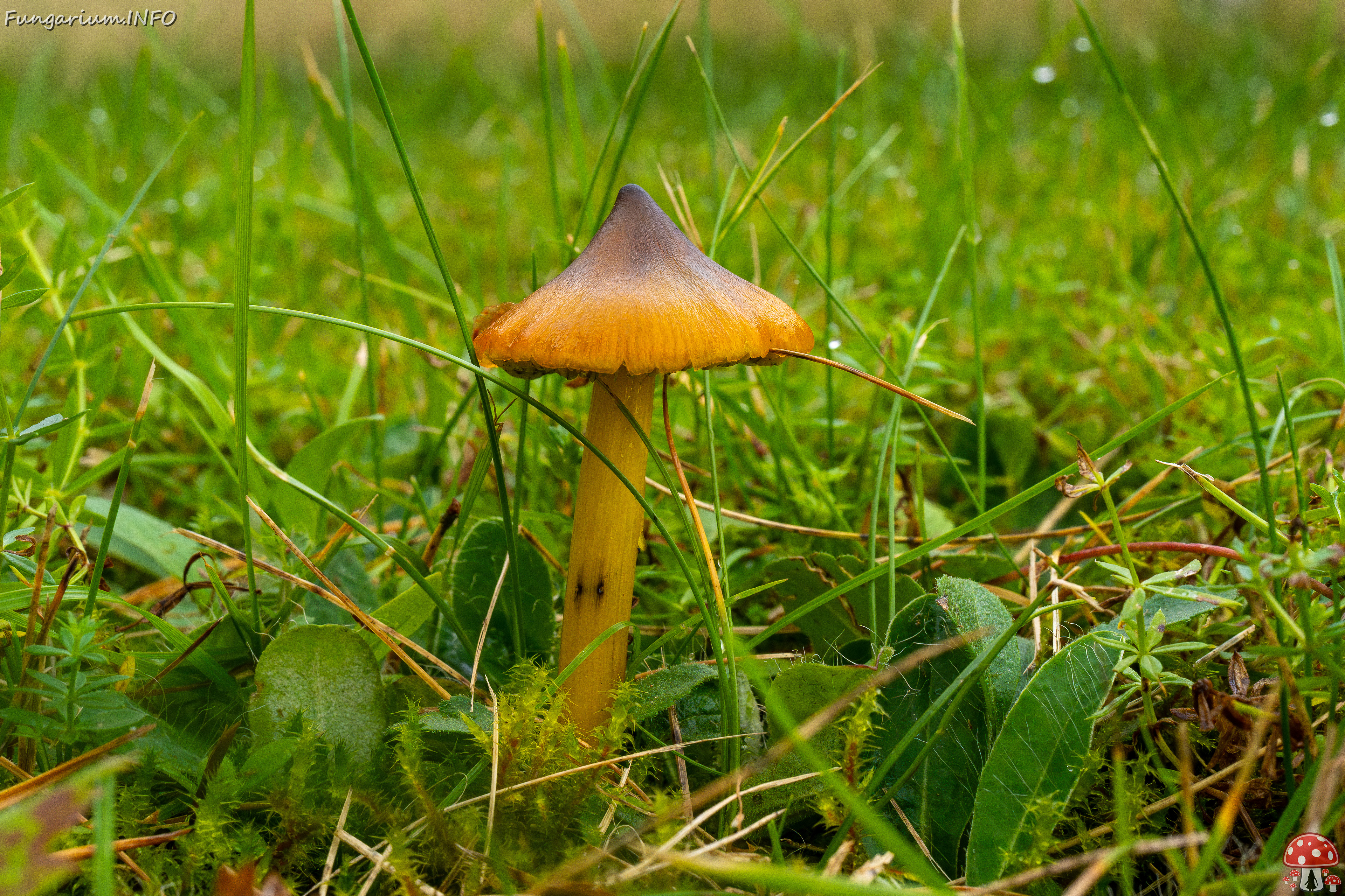 hygrocybe-conica_1-11 