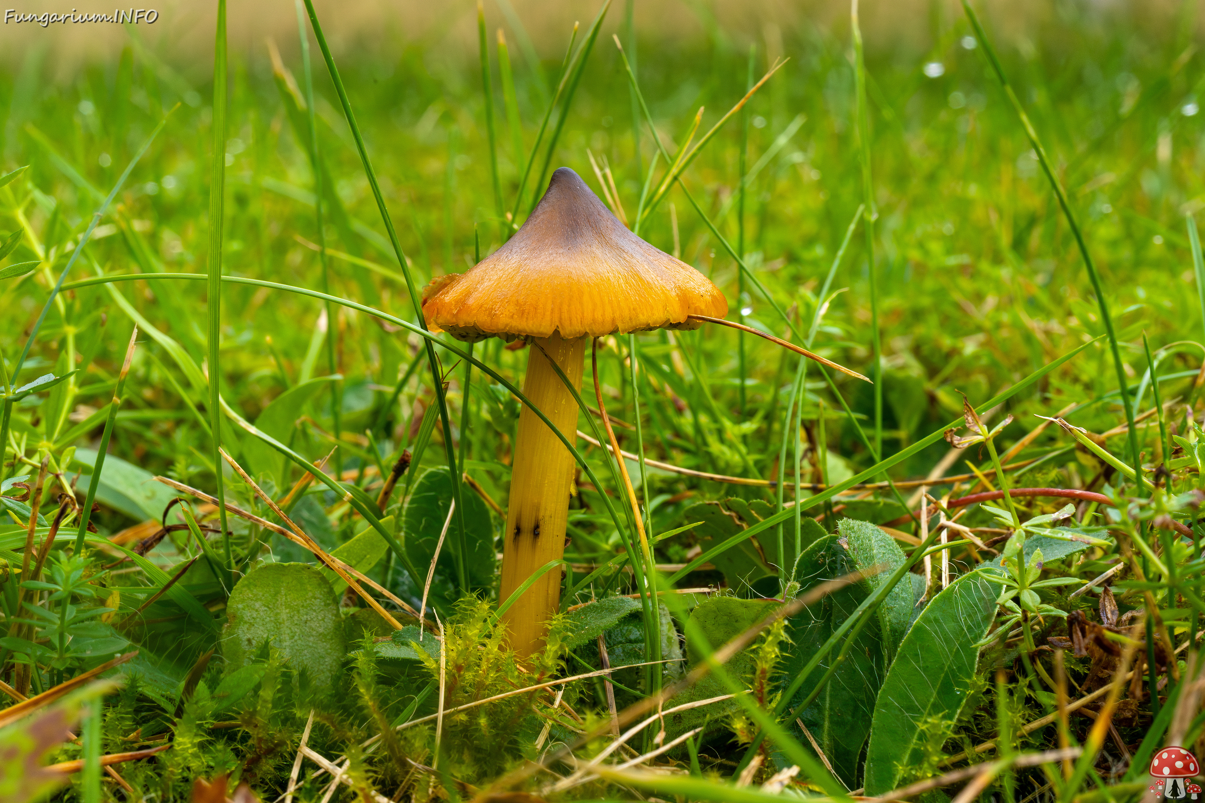 hygrocybe-conica_1-12 