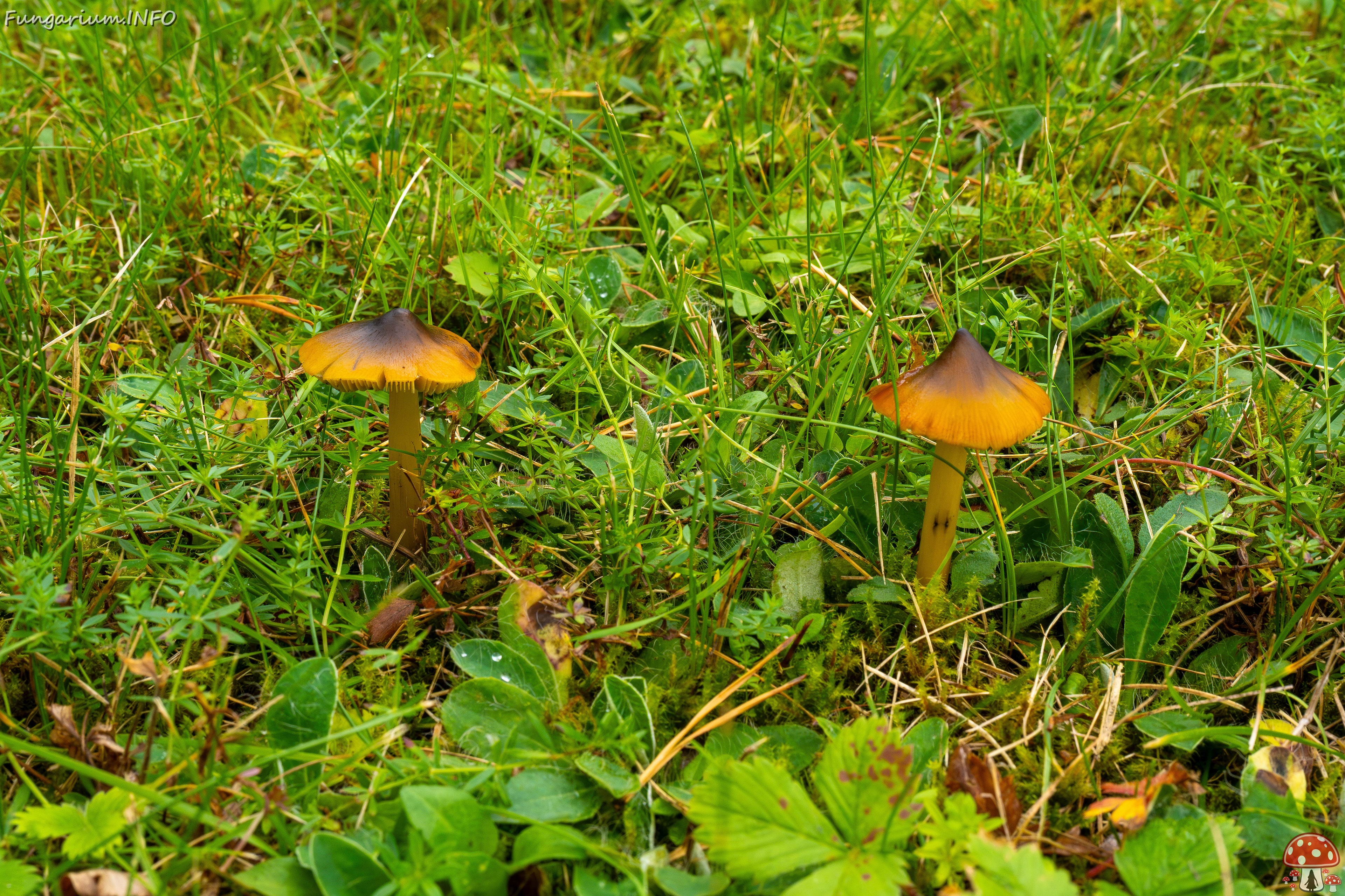 hygrocybe-conica_1-13 