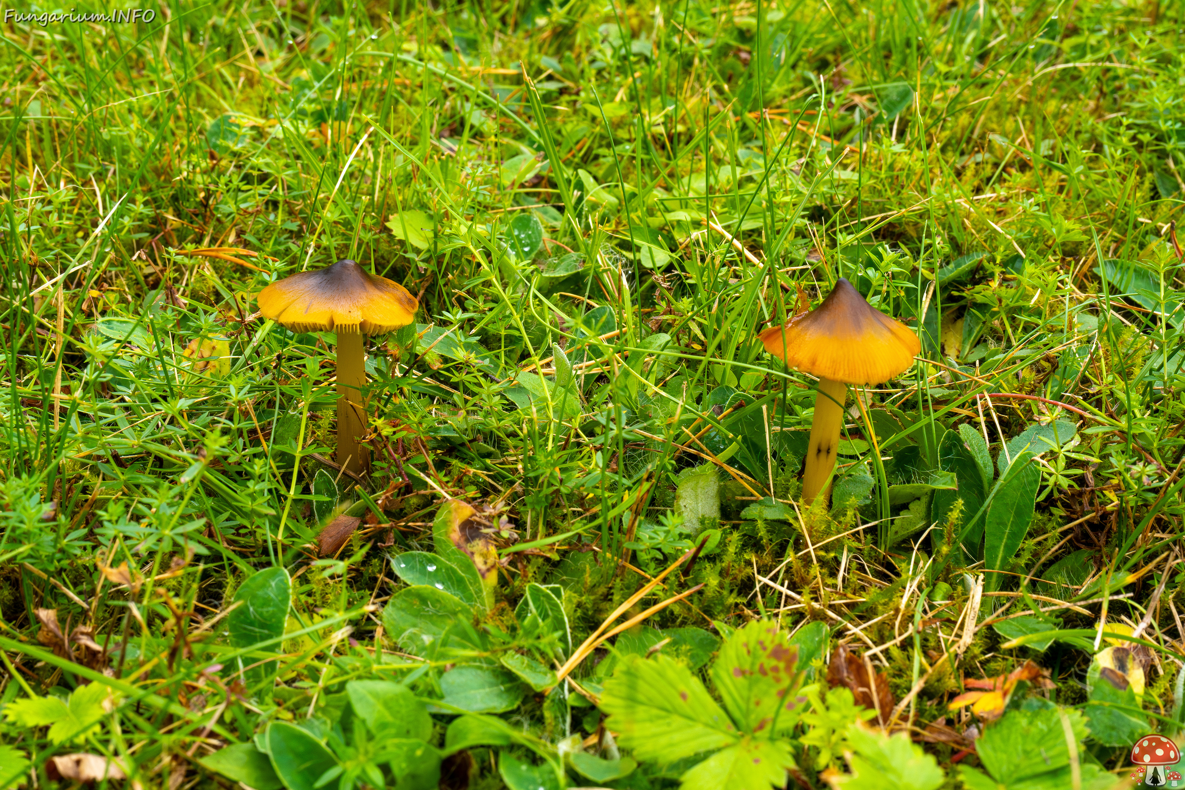 hygrocybe-conica_1-14 