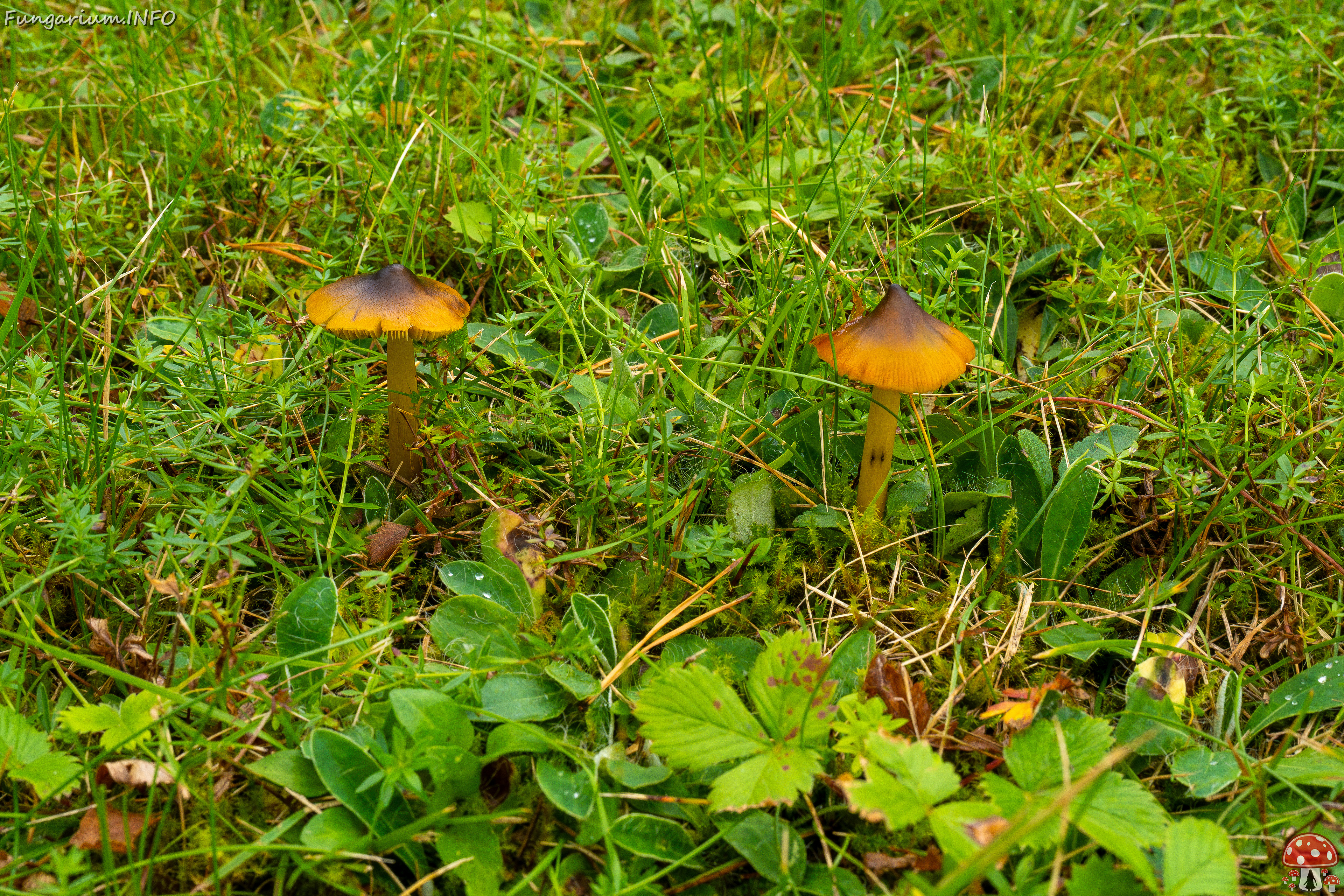 hygrocybe-conica_1-15 