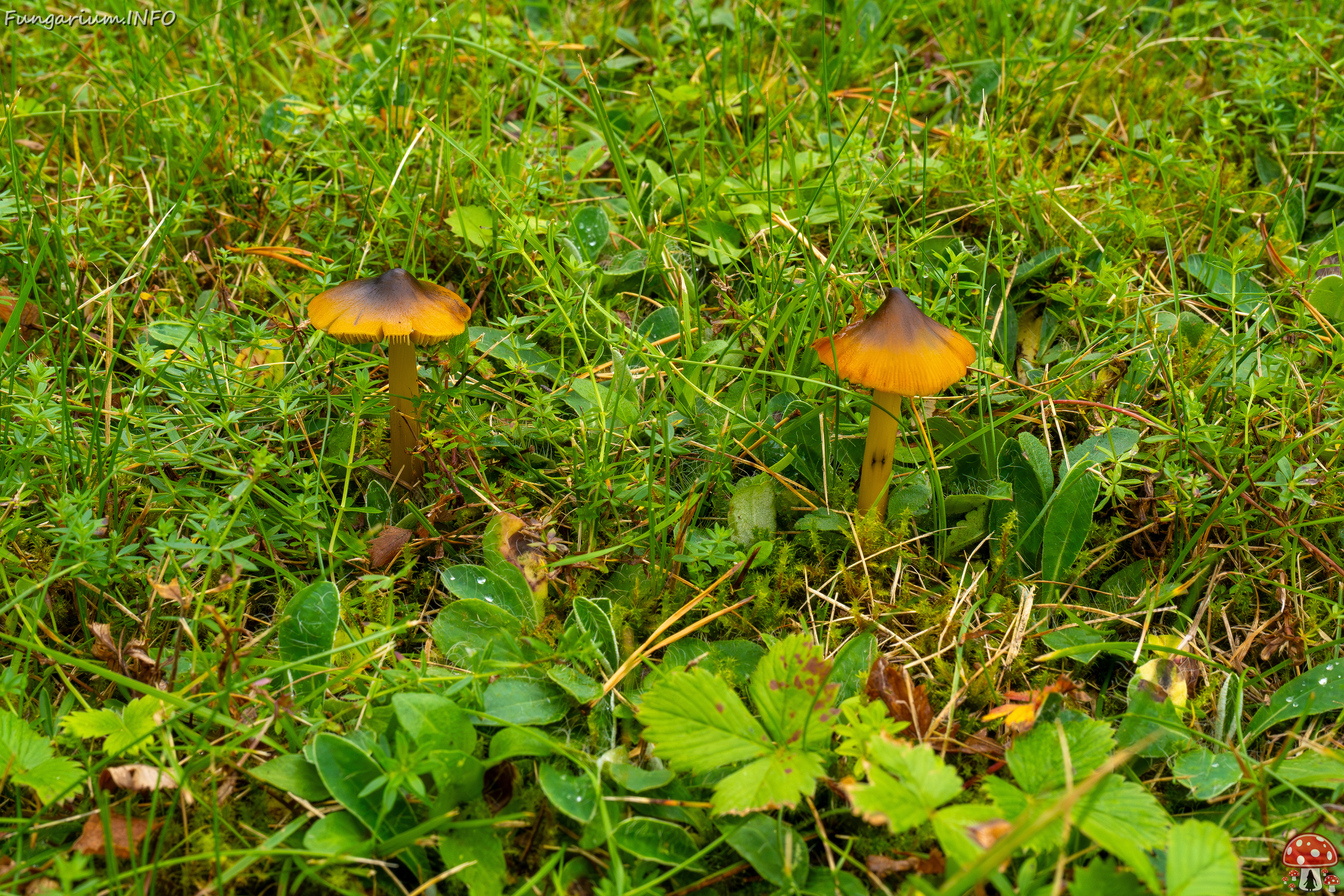 hygrocybe-conica_1-16 