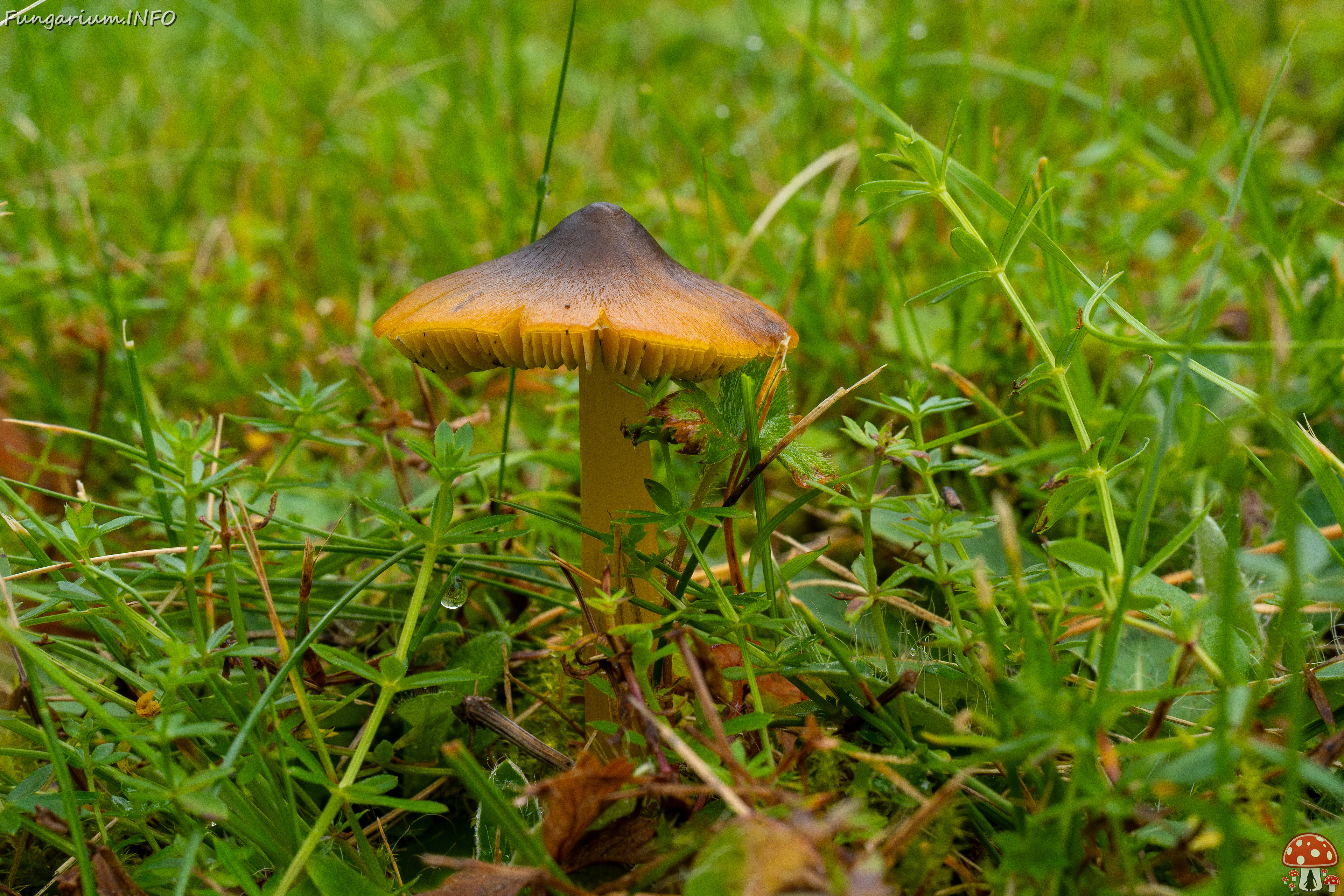 hygrocybe-conica_1-17 