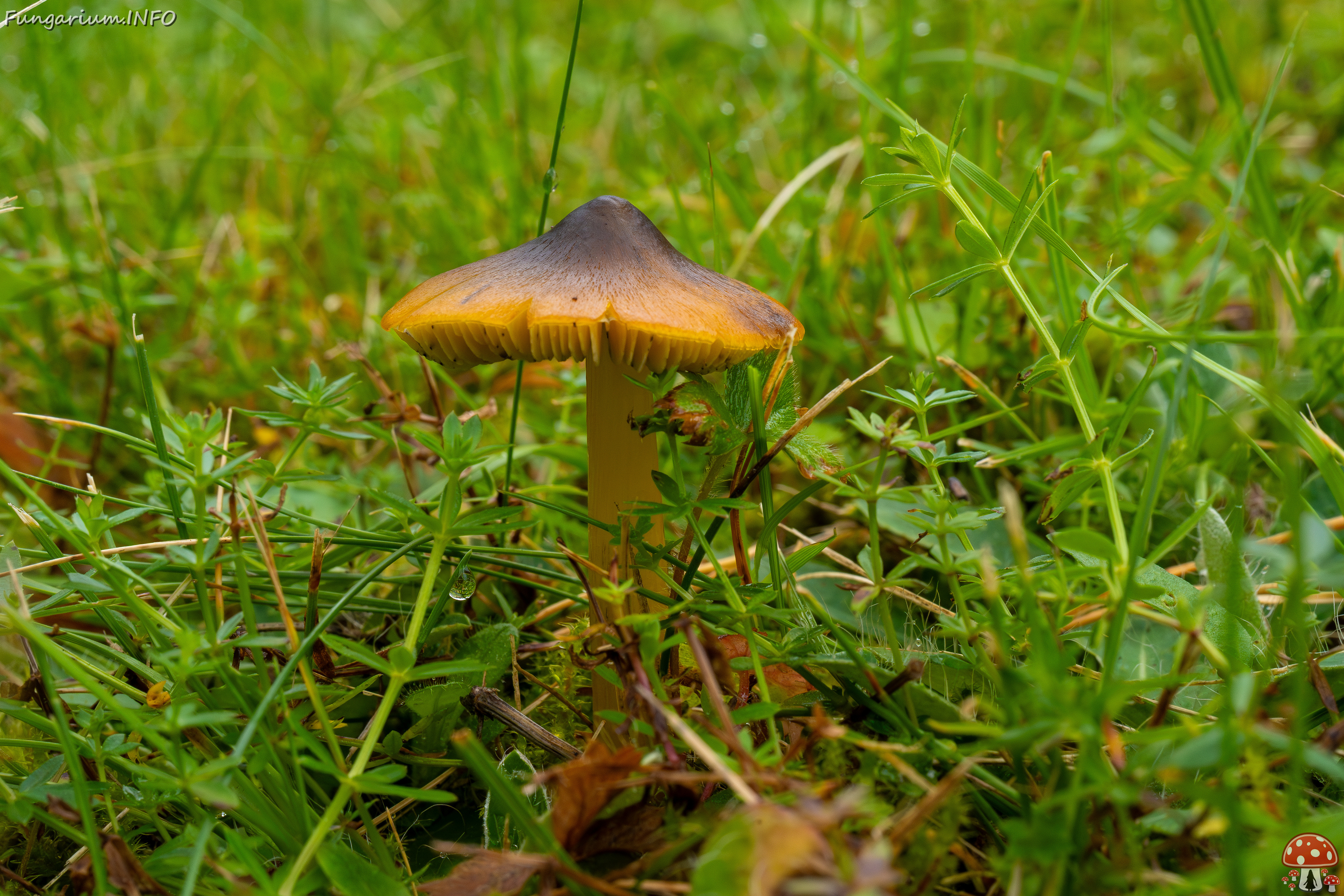 hygrocybe-conica_1-18 