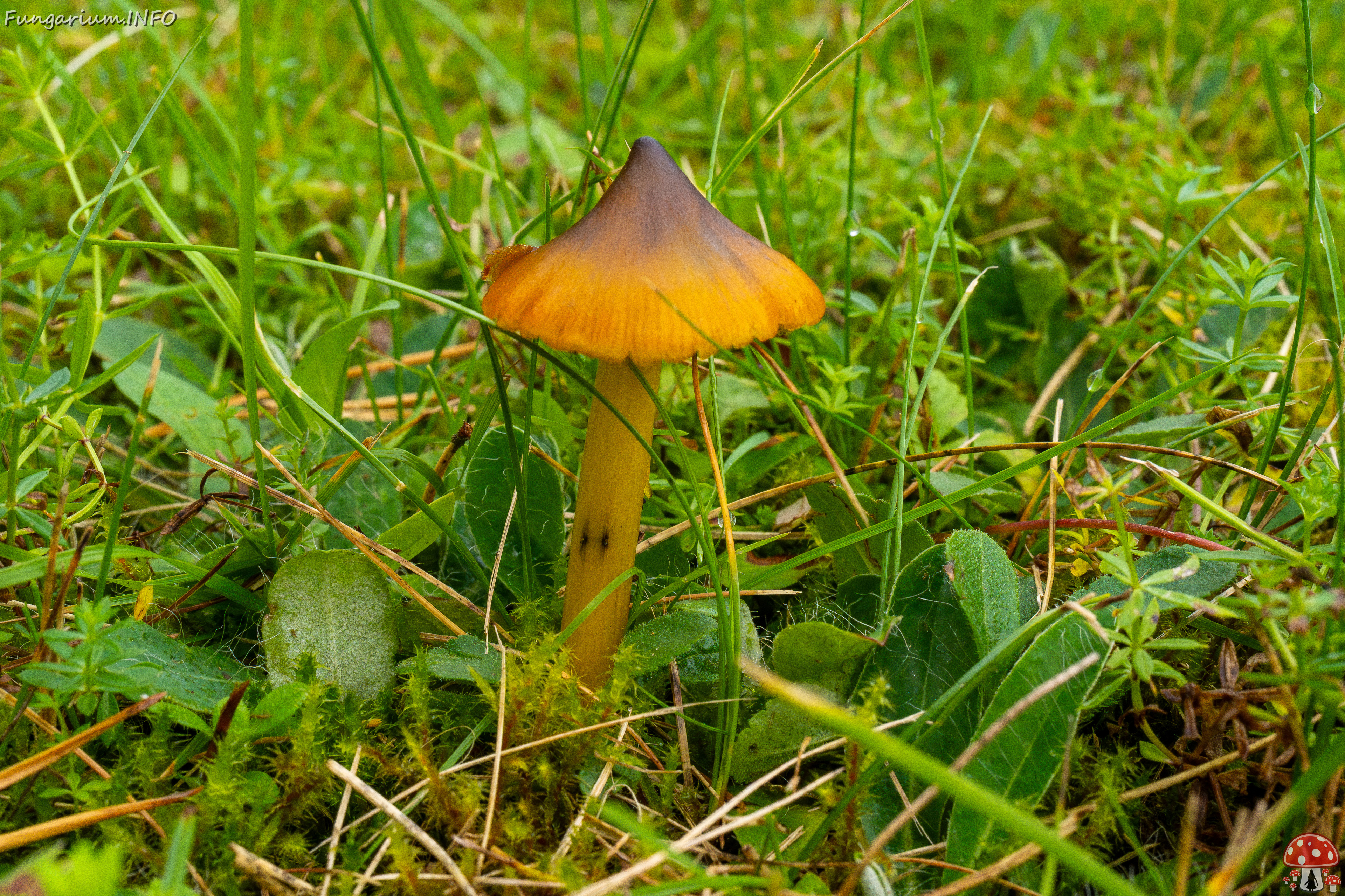 hygrocybe-conica_1-2 