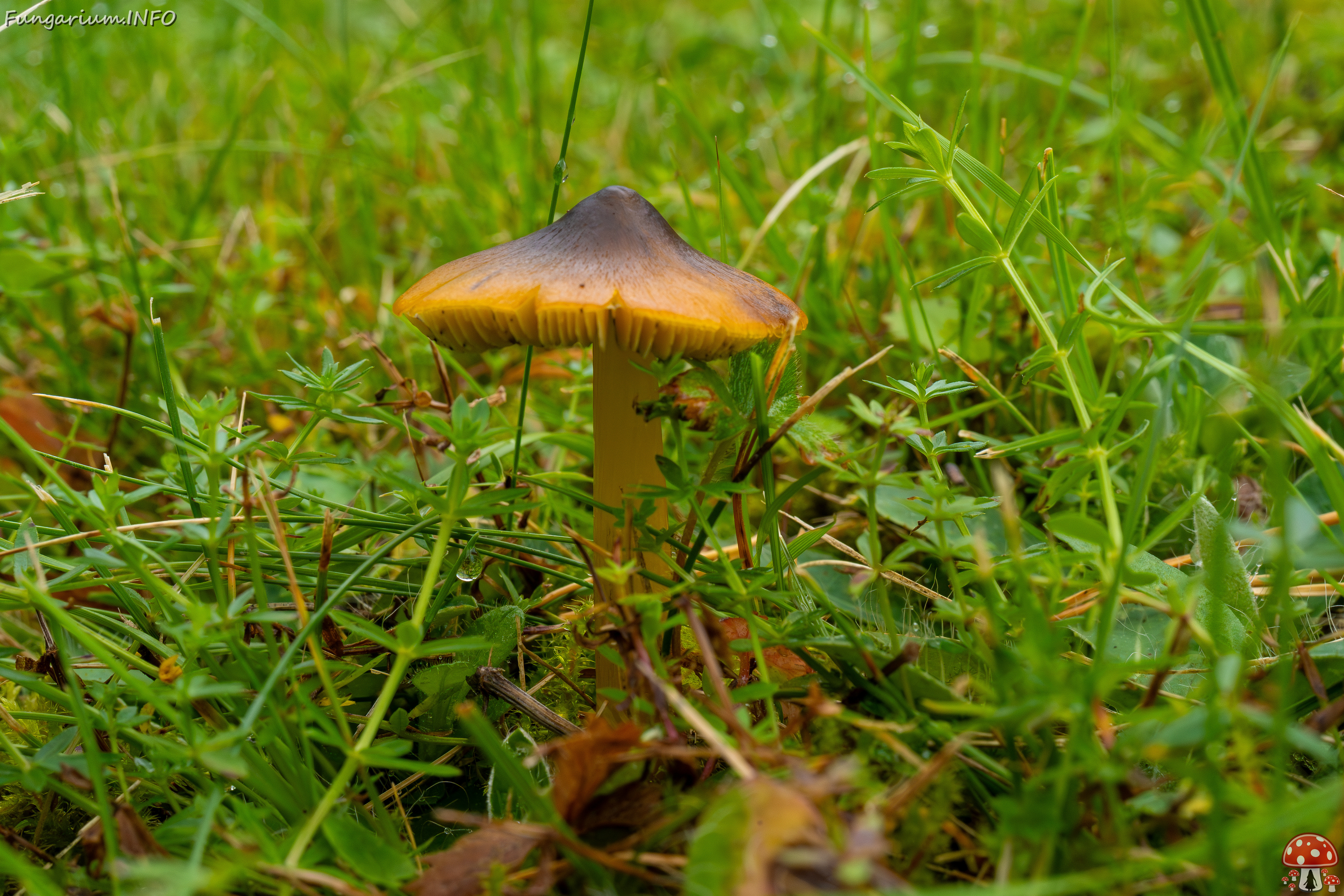 hygrocybe-conica_1-20 